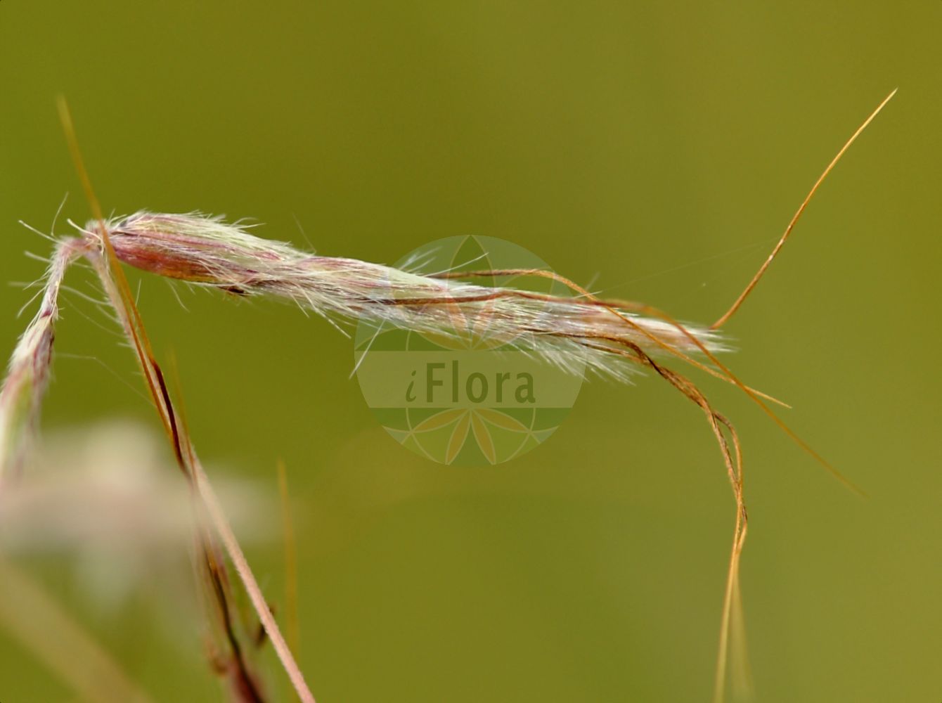 Foto von Heteropogon contortus. Das Foto wurde in Mainz, Rheinland-Pfalz, Deutschland aufgenommen. ---- Photo of Heteropogon contortus. The picture was taken in Mainz, Rhineland-Palatinate, Germany.(Heteropogon contortus,Andropogon contortus,Heteropogon allionii,Heteropogon contortus,Heteropogon glaber,Heteropogon,Poaceae,Süßgräser,Grass family)