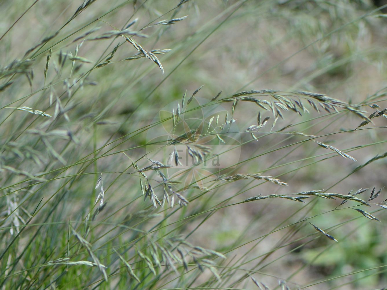 Foto von Festuca psammophila (Sand-Schafschwingel - Sand Fescue). Das Foto wurde in Halle, Sachsen-Anhalt, Deutschland aufgenommen. ---- Photo of Festuca psammophila (Sand-Schafschwingel - Sand Fescue). The picture was taken in Halle, Saxony-Anhalt, Germany.(Festuca psammophila,Sand-Schafschwingel,Sand Fescue,Festuca psammophila,Sand-Schafschwingel,Sand Fescue,Festuca,Schwingel,Fescue,Poaceae,Süßgräser,Grass family)