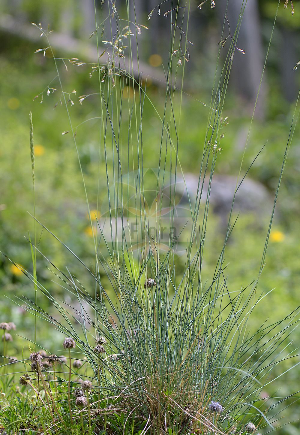 Foto von Leucopoa laxa. Das Foto wurde in Juliana, Trenta, Slowenien aufgenommen. ---- Photo of Leucopoa laxa. The picture was taken in Juliana, Trenta, Slovenia.(Leucopoa laxa,Festuca canescens,Festuca laxa,Leucopoa laxa,Leucopoa,Poaceae,Süßgräser,Grass family)