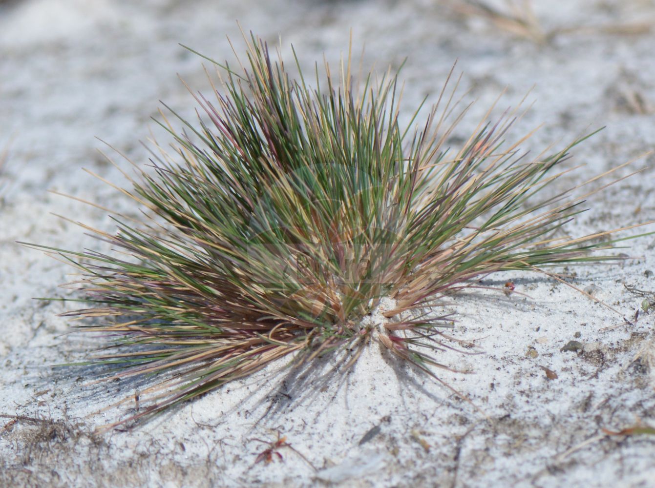 Foto von Corynephorus canescens (Silbergras - Grey Hair-grass). Das Foto wurde in Göttingen, Niedersachsen, Deutschland aufgenommen. ---- Photo of Corynephorus canescens (Silbergras - Grey Hair-grass). The picture was taken in Goettingen, Lower Saxony, Germany.(Corynephorus canescens,Silbergras,Grey Hair-grass,Aira canescens,Corynephorus canescens,Weingaertneria canescens,Silbergras,Gewoehnliches Silbergras,Graues Silbergras,Grey Hair-grass,Gray Clubawn Grass,Corynephorus,Silbergras,Hair-grass,Poaceae,Süßgräser,Grass family)