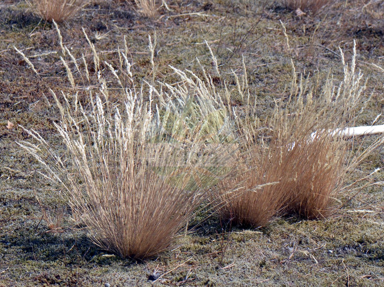 Foto von Corynephorus canescens (Silbergras - Grey Hair-grass). Das Foto wurde in Hessen, Deutschland, Oberrheinisches Tiefland und Rhein-Main-Ebene, Untermainebene aufgenommen. ---- Photo of Corynephorus canescens (Silbergras - Grey Hair-grass). The picture was taken in Hesse, Germany, Oberrheinisches Tiefland and Rhein-Main-Ebene, Untermainebene.(Corynephorus canescens,Silbergras,Grey Hair-grass,Aira canescens,Corynephorus canescens,Weingaertneria canescens,Silbergras,Gewoehnliches Silbergras,Graues Silbergras,Grey Hair-grass,Gray Clubawn Grass,Corynephorus,Silbergras,Hair-grass,Poaceae,Süßgräser,Grass family)
