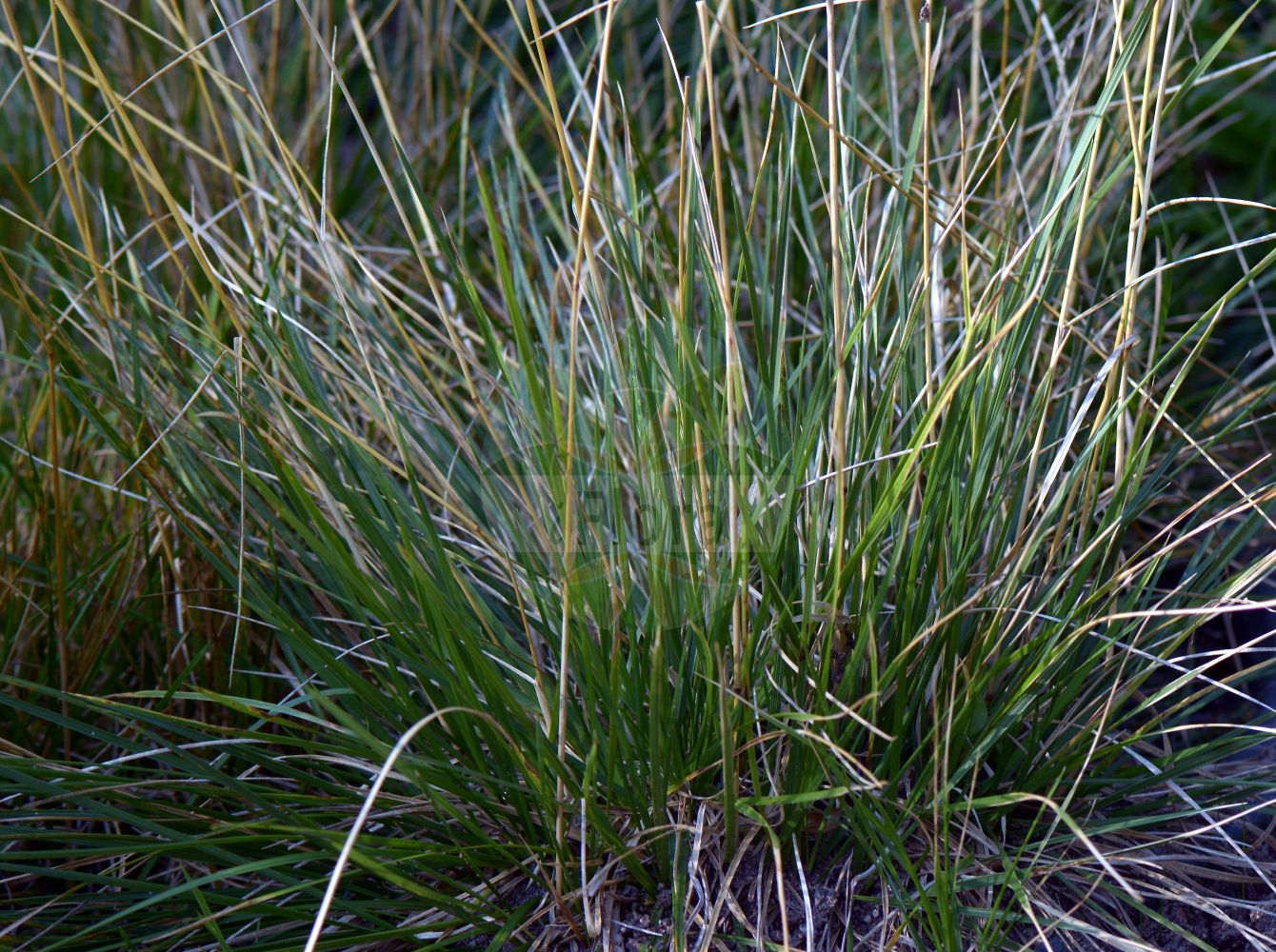 Foto von Deschampsia cespitosa subsp. rhenana (Strand-Schmiele - Lake Konstanz Hair-grass). Das Foto wurde in Jena, Thüringen, Deutschland aufgenommen. ---- Photo of Deschampsia cespitosa subsp. rhenana (Strand-Schmiele - Lake Konstanz Hair-grass). The picture was taken in Jena, Thuringia, Germany.(Deschampsia cespitosa subsp. rhenana,Strand-Schmiele,Lake Konstanz Hair-grass,Deschampsia rhenana,Strand-Schmiele,Lake Konstanz Hair-grass,Deschampsia,Schmiele,Hair-grass,Poaceae,Süßgräser,Grass family)