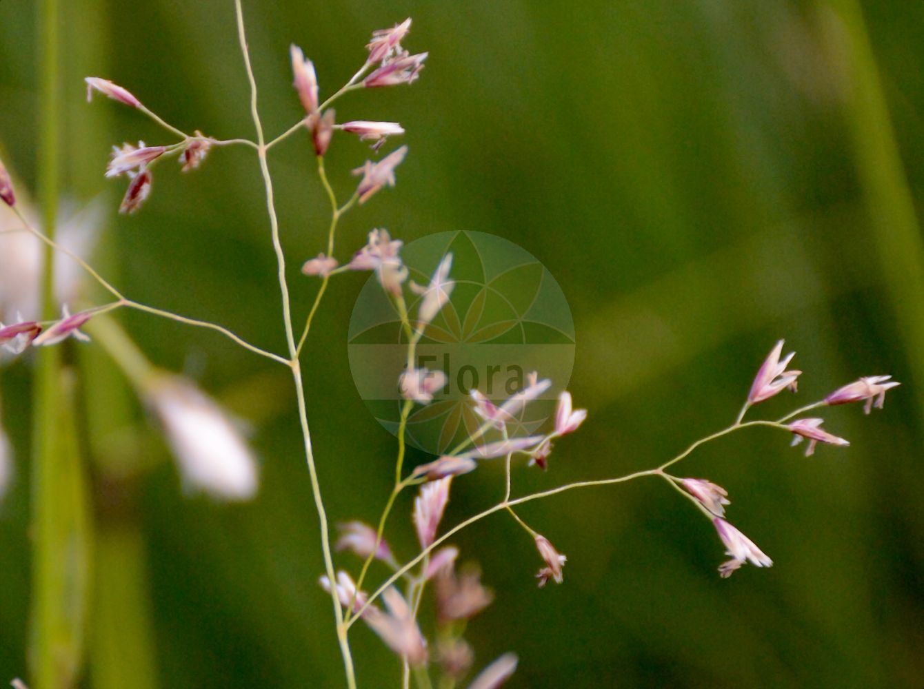 Foto von Deschampsia cespitosa subsp. rhenana (Strand-Schmiele - Lake Konstanz Hair-grass). Das Foto wurde in München, Bayern, Deutschland aufgenommen. ---- Photo of Deschampsia cespitosa subsp. rhenana (Strand-Schmiele - Lake Konstanz Hair-grass). The picture was taken in Munich, Bavaria, Germany.(Deschampsia cespitosa subsp. rhenana,Strand-Schmiele,Lake Konstanz Hair-grass,Deschampsia rhenana,Strand-Schmiele,Lake Konstanz Hair-grass,Deschampsia,Schmiele,Hair-grass,Poaceae,Süßgräser,Grass family)