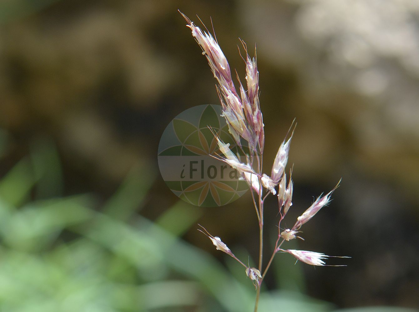 Foto von Trisetum distichophyllum (Zweizeiliger Goldhafer - Tufted Hairgrass). Das Foto wurde in Chanousia, Kleiner St. Bernhard, Auvergne-Rhône-Alpes, Frankreich aufgenommen. ---- Photo of Trisetum distichophyllum (Zweizeiliger Goldhafer - Tufted Hairgrass). The picture was taken in Chanousia, Little St. Bernhard, Auvergne-Rhône-Alpes, France.(Trisetum distichophyllum,Zweizeiliger Goldhafer,Tufted Hairgrass,Avena distichophylla,Trisetaria distichophylla,Trisetum albanicum,Trisetum distichophyllum,Zweizeiliger Goldhafer,Tufted Hairgrass,Trisetum,Goldhafer,Oatgrass,Poaceae,Süßgräser,Grass family)