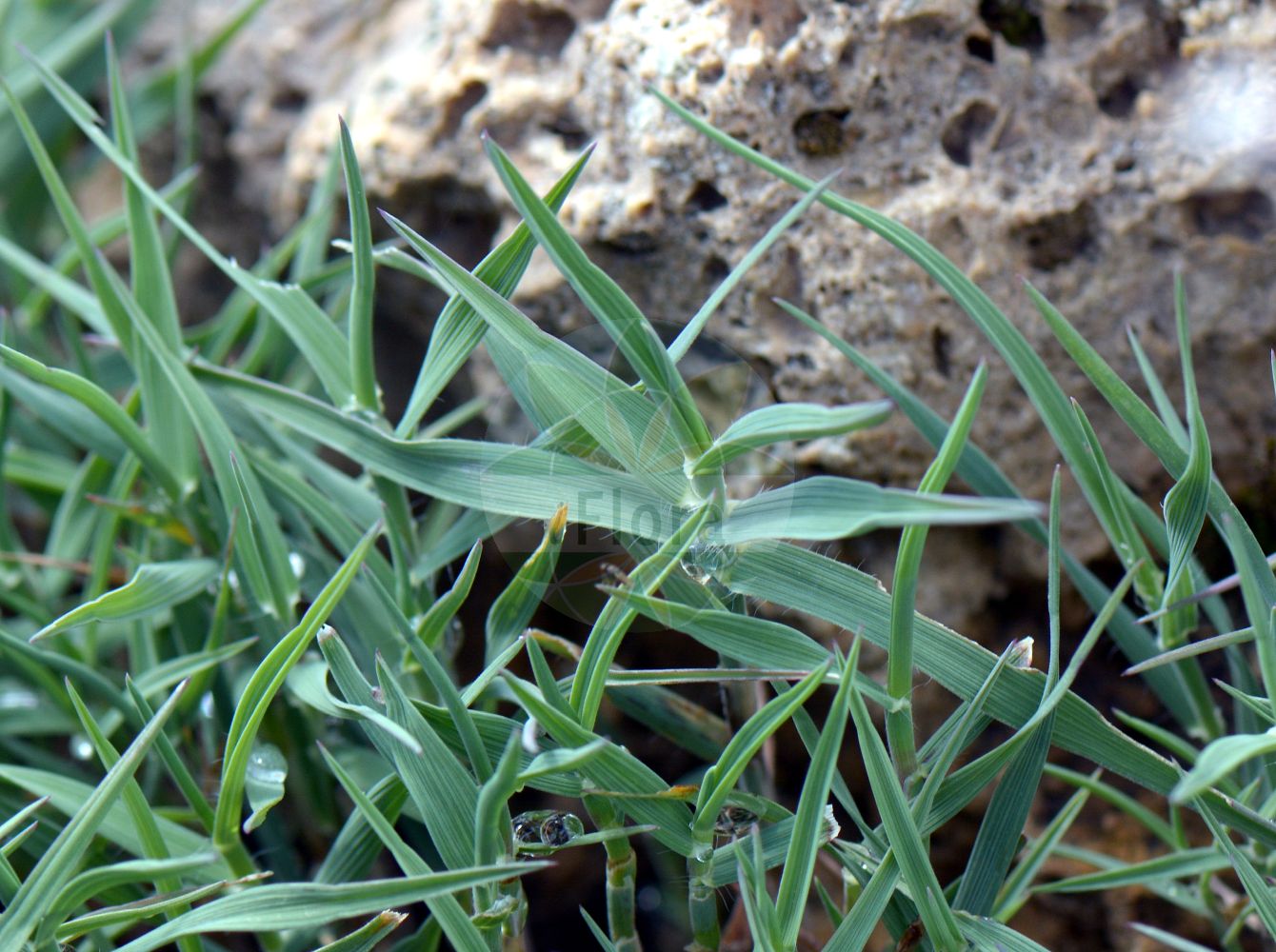 Foto von Trisetum distichophyllum (Zweizeiliger Goldhafer - Tufted Hairgrass). Das Foto wurde in Chanousia, Kleiner St. Bernhard, Auvergne-Rhône-Alpes, Frankreich aufgenommen. ---- Photo of Trisetum distichophyllum (Zweizeiliger Goldhafer - Tufted Hairgrass). The picture was taken in Chanousia, Little St. Bernhard, Auvergne-Rhône-Alpes, France.(Trisetum distichophyllum,Zweizeiliger Goldhafer,Tufted Hairgrass,Avena distichophylla,Trisetaria distichophylla,Trisetum albanicum,Trisetum distichophyllum,Zweizeiliger Goldhafer,Tufted Hairgrass,Trisetum,Goldhafer,Oatgrass,Poaceae,Süßgräser,Grass family)