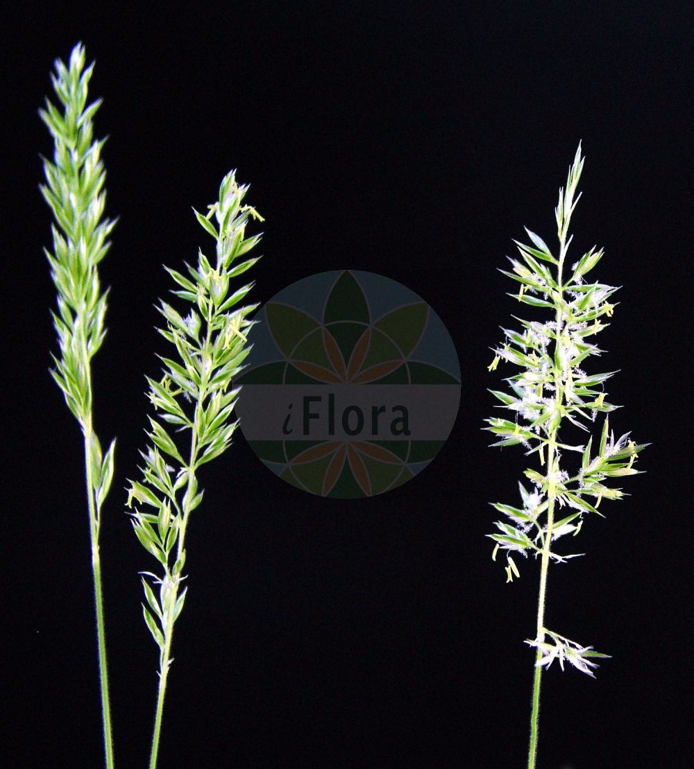 Foto von Koeleria pyramidata (Großes Schillergras - Crested Hair-grass). ---- Photo of Koeleria pyramidata (Großes Schillergras - Crested Hair-grass).(Koeleria pyramidata,Großes Schillergras,Crested Hair-grass,Koeleria genevensis,Koeleria kerneri,Koeleria lamarckii,Koeleria mollis,Koeleria pyramidata,Koeleria tristis,Poa pyramidata,Grosses Schillergras,Wiesen-Kammschmiele,Crested Hair-grass,Koeleria,Schillergras,Junegrass,Poaceae,Süßgräser,Grass family)