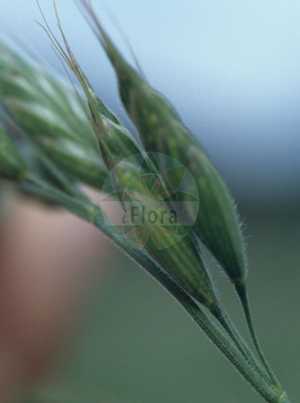 Foto von Bromus hordeaceus (Weiche Trespe - Soft-brome). ---- Photo of Bromus hordeaceus (Weiche Trespe - Soft-brome).(Bromus hordeaceus,Weiche Trespe,Soft-brome,Bromus hordeaceus,Bromus mollis,Serrafalcus mollis,Weiche Trespe,Flaum-Trespe,Spreizende Trespe,Soft-brome,Barley Brome,Lopgrass,Soft Chess,Tender Brome,Bromus,Trespe,Brome,Poaceae,Süßgräser,Grass family)