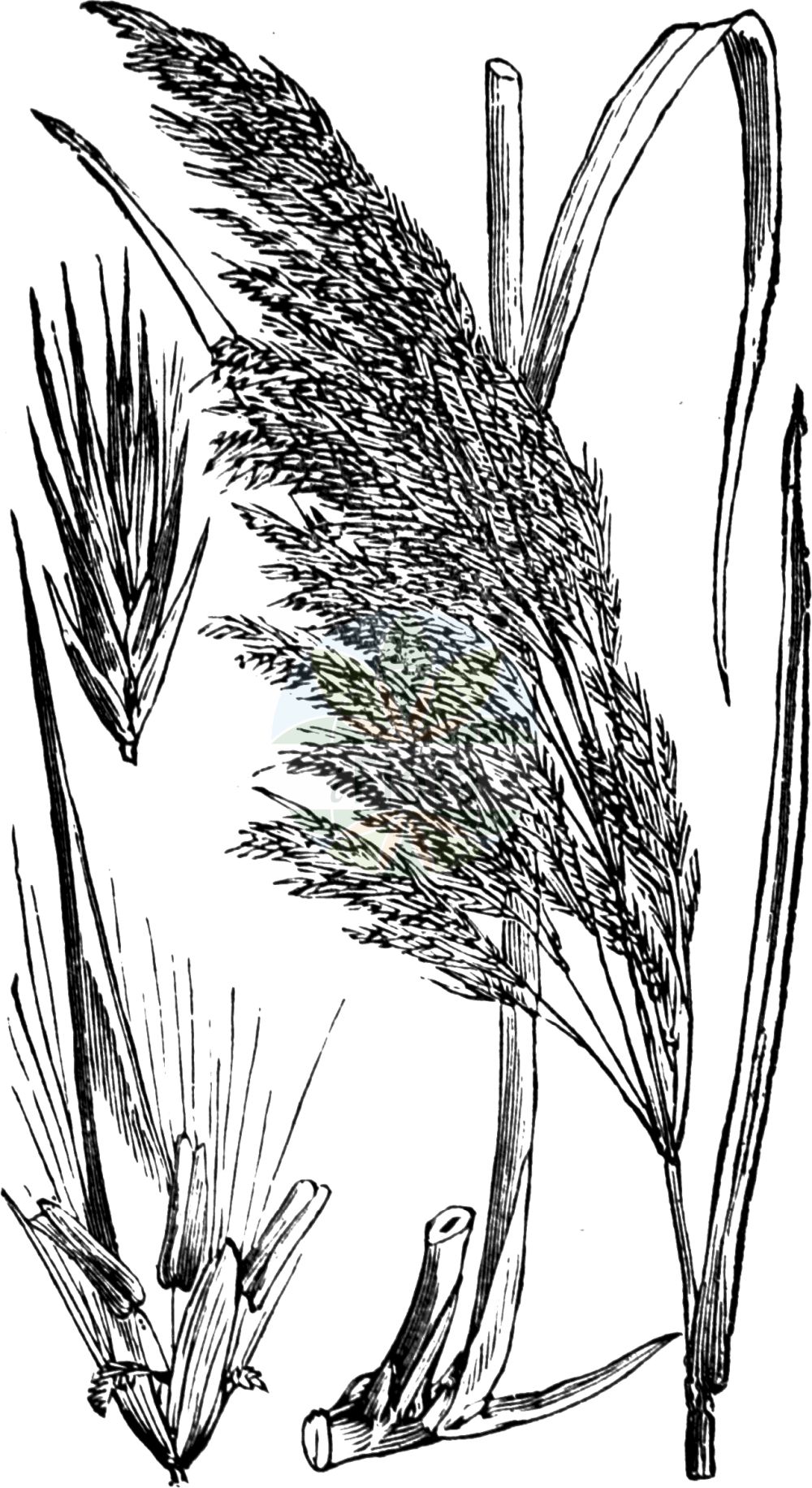 Historische Abbildung von Phragmites australis (Gewöhnliches Schilf - Common Reed). Das Bild zeigt Blatt, Bluete, Frucht und Same. ---- Historical Drawing of Phragmites australis (Gewöhnliches Schilf - Common Reed). The image is showing leaf, flower, fruit and seed.(Phragmites australis,Gewöhnliches Schilf,Common Reed,Arundo australis,Arundo graeca,Arundo phragmites,Phragmites australis,Phragmites communis,Phragmites gigantea,Phragmites loscosii,Phragmites pumila,Phragmites vulgaris,Gewoehnliches Schilf,Schilf,Common Reed,Reed,Phragmites,Schilf,Reed,Poaceae,Süßgräser,Grass family,Blatt,Bluete,Frucht,Same,leaf,flower,fruit,seed,Fitch et al. (1880))