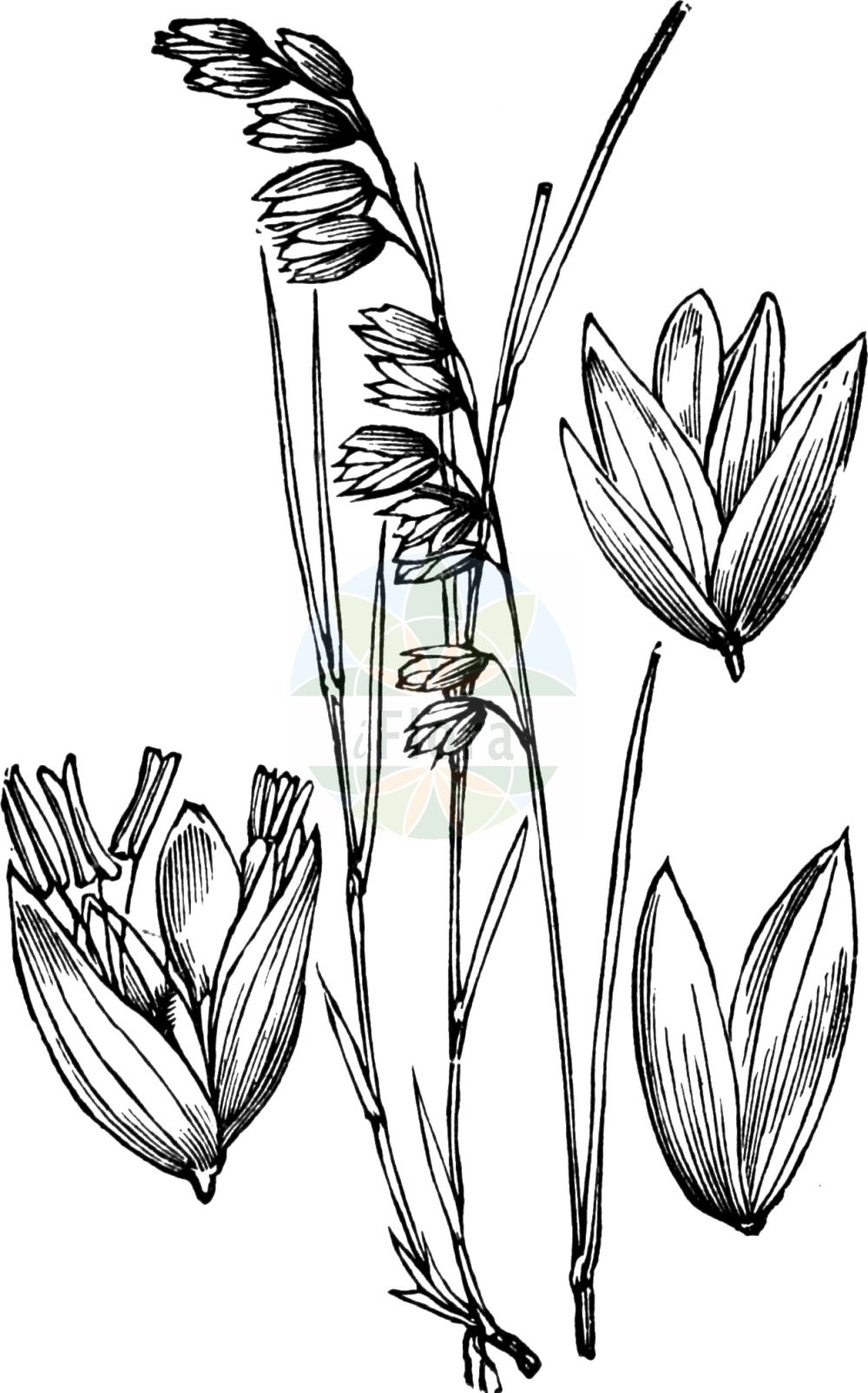 Historische Abbildung von Melica nutans (Nickendes Perlgras - Mountain Melick). Das Bild zeigt Blatt, Bluete, Frucht und Same. ---- Historical Drawing of Melica nutans (Nickendes Perlgras - Mountain Melick). The image is showing leaf, flower, fruit and seed.(Melica nutans,Nickendes Perlgras,Mountain Melick,Melica montana,Melica nutans,Nickendes Perlgras,Mountain Melick,Melica,Perlgras,Melicgrass,Poaceae,Süßgräser,Grass family,Blatt,Bluete,Frucht,Same,leaf,flower,fruit,seed,Fitch et al. (1880))
