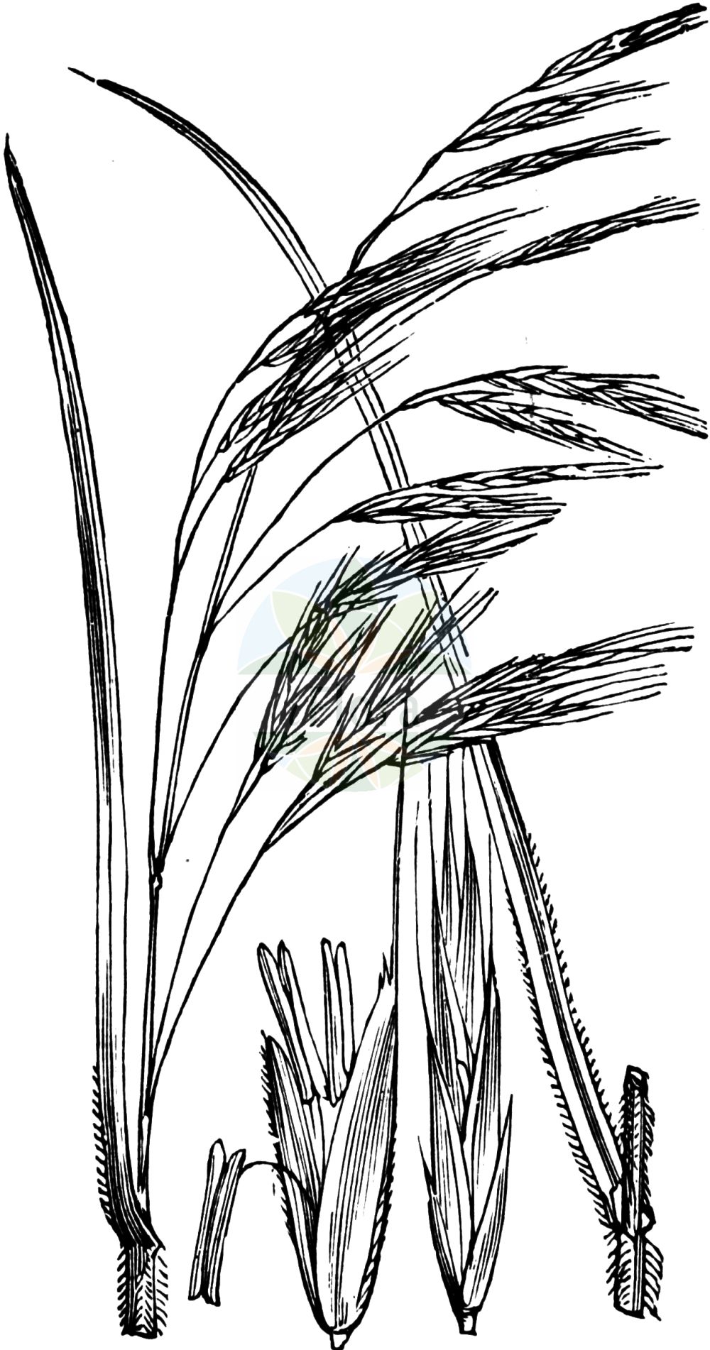 Historische Abbildung von Bromopsis ramosa (Wald-Trespe - Hairy-brome). Das Bild zeigt Blatt, Bluete, Frucht und Same. ---- Historical Drawing of Bromopsis ramosa (Wald-Trespe - Hairy-brome). The image is showing leaf, flower, fruit and seed.(Bromopsis ramosa,Wald-Trespe,Hairy-brome,Bromopsis ramosa,Bromus ramosus,Wald-Trespe,Allseitswendige Wald-Trespe,Hohe Wald-Trespe,Hairy-brome,Bromopsis,Poaceae,Süßgräser,Grass family,Blatt,Bluete,Frucht,Same,leaf,flower,fruit,seed,Fitch et al. (1880))