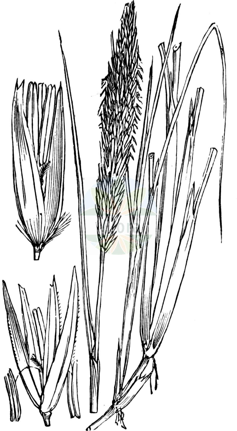 Historische Abbildung von Ammophila arenaria (Gewöhnlicher Strandhafer - Marram). Das Bild zeigt Blatt, Bluete, Frucht und Same. ---- Historical Drawing of Ammophila arenaria (Gewöhnlicher Strandhafer - Marram). The image is showing leaf, flower, fruit and seed.(Ammophila arenaria,Gewöhnlicher Strandhafer,Marram,Ammophila arenaria,Arundo arenaria,Calamagrostis arenaria,Psamma arenaria,Psamma littoralis,Gewoehnlicher Strandhafer,Helm,Marram,Common Marram Grass,European Beach Grass,European Dune Grass,Marram Grass,Ammophila,Strandhafer,Beachgrass,Poaceae,Süßgräser,Grass family,Blatt,Bluete,Frucht,Same,leaf,flower,fruit,seed,Fitch et al. (1880))