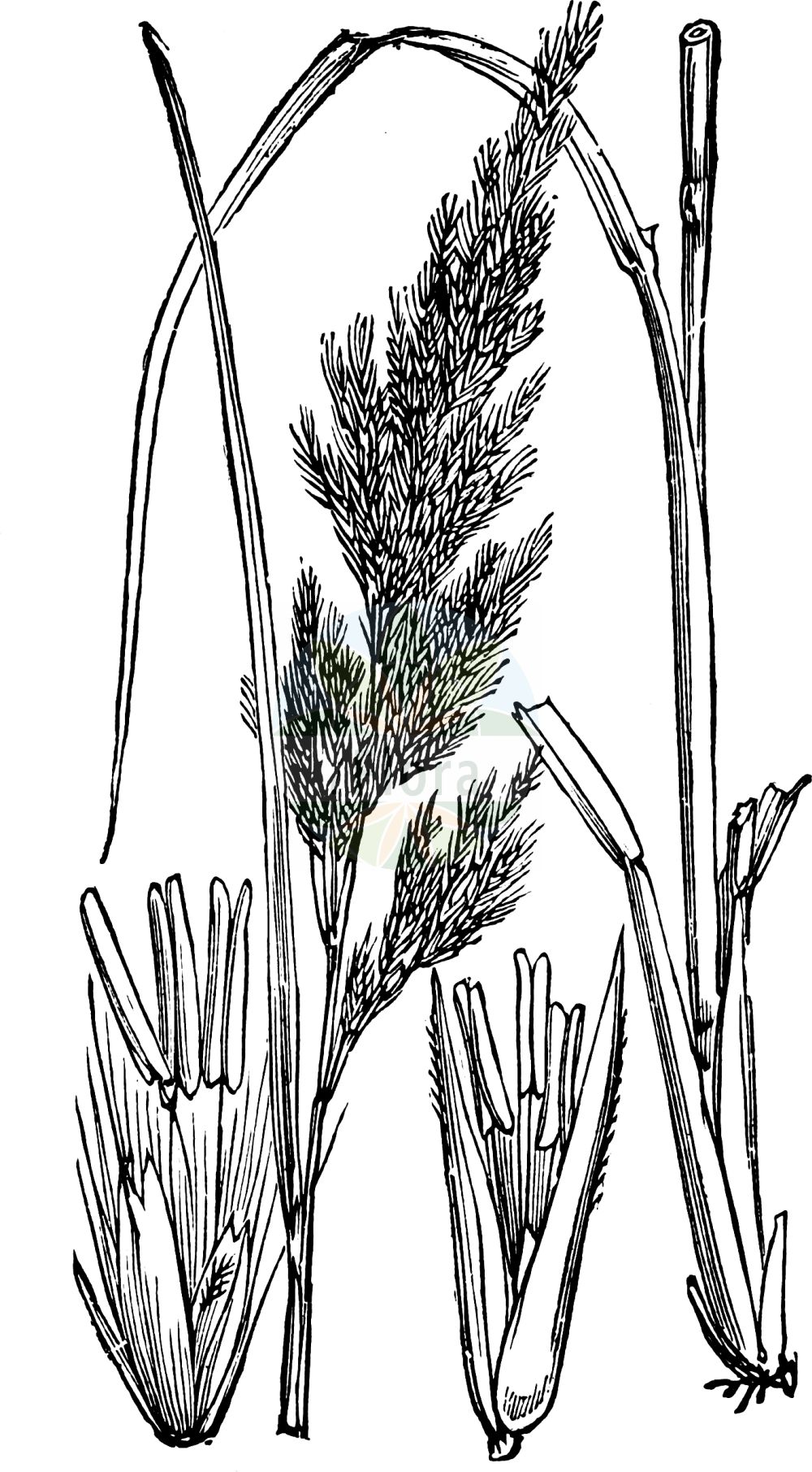 Historische Abbildung von Calamagrostis epigejos (Land-Reitgras - Wood Small-reed). Das Bild zeigt Blatt, Bluete, Frucht und Same. ---- Historical Drawing of Calamagrostis epigejos (Land-Reitgras - Wood Small-reed). The image is showing leaf, flower, fruit and seed.(Calamagrostis epigejos,Land-Reitgras,Wood Small-reed,Arundo epigejos,Calamagrostis epigejos,Land-Reitgras,Huegelrohr,Landrohr,Sand-Reitgras,Sandrohr,Waldschilf,Wood Small-reed,Chee Reedgrass,Calamagrostis,Reitgras,Reedgrass,Poaceae,Süßgräser,Grass family,Blatt,Bluete,Frucht,Same,leaf,flower,fruit,seed,Fitch et al. (1880))