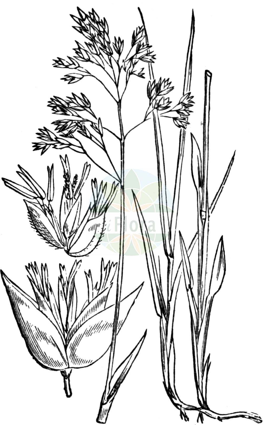 Historische Abbildung von Hierochloe odorata. Das Bild zeigt Blatt, Bluete, Frucht und Same. ---- Historical Drawing of Hierochloe odorata. The image is showing leaf, flower, fruit and seed.(Hierochloe odorata,Hierochloe borealis,Hierochloe odorata,Holcus odoratus,Arktisches Rauhes Mariengras,Duftendes Mariengras,Holy-grass,Alpine Sweetgrass,Sweetgrass,Veenreukgras,Hierochloe,Poaceae,Süßgräser,Grass family,Blatt,Bluete,Frucht,Same,leaf,flower,fruit,seed,Fitch et al. (1880))