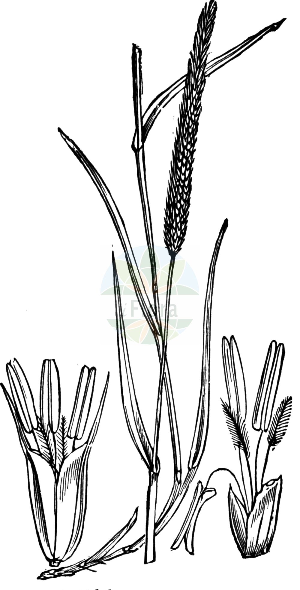 Historische Abbildung von Phleum pratense (Wiesen-Lieschgras - Timothy). Das Bild zeigt Blatt, Bluete, Frucht und Same. ---- Historical Drawing of Phleum pratense (Wiesen-Lieschgras - Timothy). The image is showing leaf, flower, fruit and seed.(Phleum pratense,Wiesen-Lieschgras,Timothy,Phleum pratense,Phleum pratense subsp. vulgare,Wiesen-Lieschgras,Timothegras,Timotheusgras,Timothy,Catstail,Common Catstail,Timothy-grass,Herdsgrass,Phleum,Lieschgras,Timothy,Poaceae,Süßgräser,Grass family,Blatt,Bluete,Frucht,Same,leaf,flower,fruit,seed,Fitch et al. (1880))
