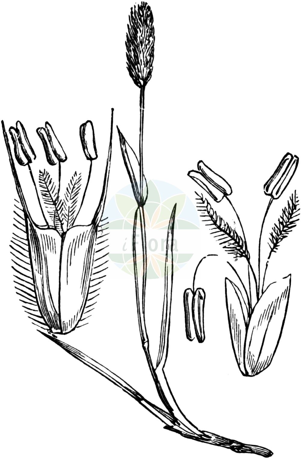 Historische Abbildung von Phleum alpinum (Alpen-Lieschgras - Alpine Cat's-tail). Das Bild zeigt Blatt, Bluete, Frucht und Same. ---- Historical Drawing of Phleum alpinum (Alpen-Lieschgras - Alpine Cat's-tail). The image is showing leaf, flower, fruit and seed.(Phleum alpinum,Alpen-Lieschgras,Alpine Cat's-tail,Phleum alpinum,Phleum commutatum,Phleum pratense subsp. commutatum,Alpen-Lieschgras,Kahlgrannen-Lieschgras,Alpine Cat's-tail,Alpine Timothy,Mountain Timothy,Phleum,Lieschgras,Timothy,Poaceae,Süßgräser,Grass family,Blatt,Bluete,Frucht,Same,leaf,flower,fruit,seed,Fitch et al. (1880))