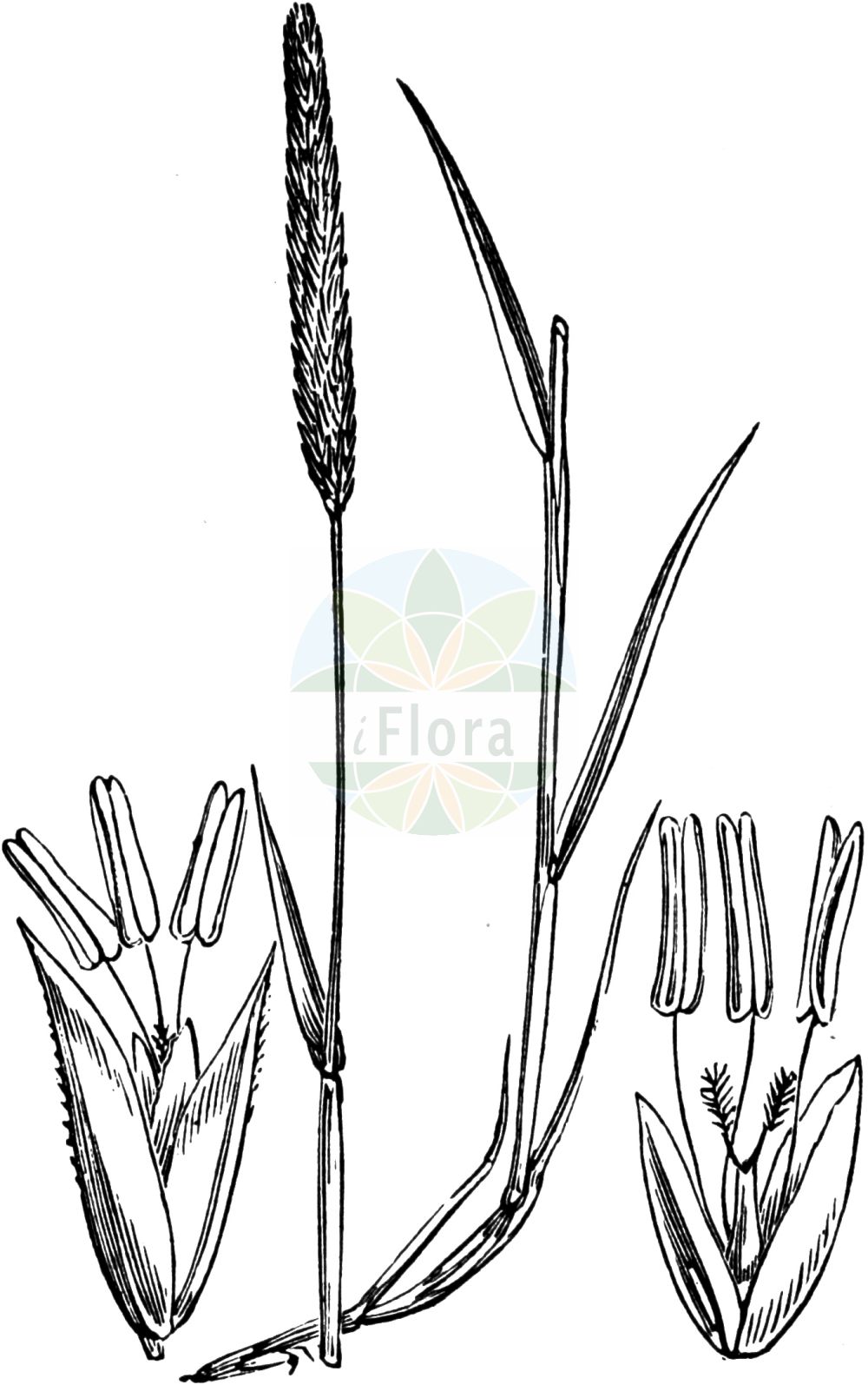 Historische Abbildung von Phleum phleoides (Steppen-Lieschgras - Purple-stem Cat's-Tail). Das Bild zeigt Blatt, Bluete, Frucht und Same. ---- Historical Drawing of Phleum phleoides (Steppen-Lieschgras - Purple-stem Cat's-Tail). The image is showing leaf, flower, fruit and seed.(Phleum phleoides,Steppen-Lieschgras,Purple-stem Cat's-Tail,Chilochloa boehmeri,Phalaris phleoides,Phleum boehmeri,Phleum phalarioides,Phleum phleoides,Steppen-Lieschgras,Purple-stem Cat's-Tail,Boehmer's Cat's-tail,Phleum,Lieschgras,Timothy,Poaceae,Süßgräser,Grass family,Blatt,Bluete,Frucht,Same,leaf,flower,fruit,seed,Fitch et al. (1880))