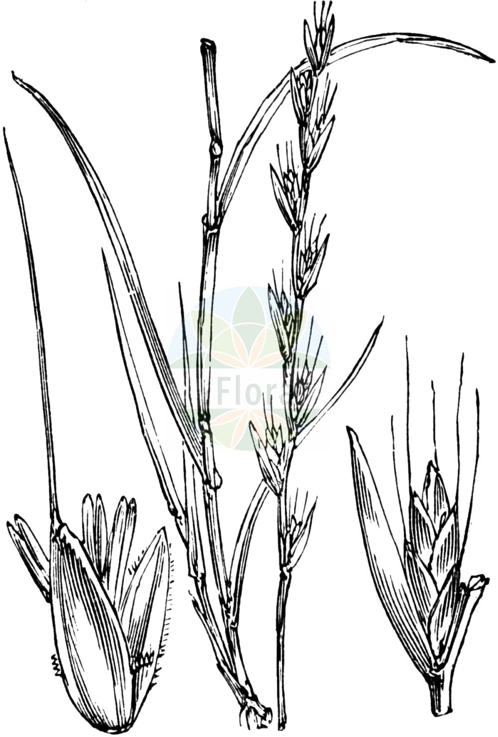 Historische Abbildung von Lolium temulentum (Taumel-Lolch - Darnel). Das Bild zeigt Blatt, Bluete, Frucht und Same. ---- Historical Drawing of Lolium temulentum (Taumel-Lolch - Darnel). The image is showing leaf, flower, fruit and seed.(Lolium temulentum,Taumel-Lolch,Darnel,Festuca temulenta,Lolium arvense,Lolium gussonei,Lolium speciosum,Lolium temulentum,Lolium temulentum subsp. speciosum,Taumel-Lolch,Darnel,Bearded Ryegrass,Darnel Ryegrass,Poison Ryegrass,Lolium,Weidelgras,Ryegrass,Poaceae,Süßgräser,Grass family,Blatt,Bluete,Frucht,Same,leaf,flower,fruit,seed,Fitch et al. (1880))
