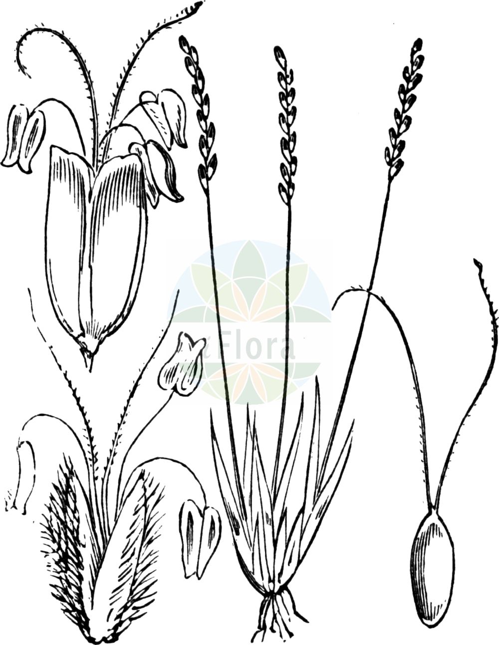 Historische Abbildung von Mibora minima (Zwerggras - Early Sand-grass). Das Bild zeigt Blatt, Bluete, Frucht und Same. ---- Historical Drawing of Mibora minima (Zwerggras - Early Sand-grass). The image is showing leaf, flower, fruit and seed.(Mibora minima,Zwerggras,Early Sand-grass,Agrostis minima,Chamagrostis minima,Mibora desvauxii,Mibora minima,Mibora verna,Zwerggras,Sand-Zwerggras,Early Sand-grass,Sand Bent,Mibora,Zwerggras,Sandgrass,Poaceae,Süßgräser,Grass family,Blatt,Bluete,Frucht,Same,leaf,flower,fruit,seed,Fitch et al. (1880))