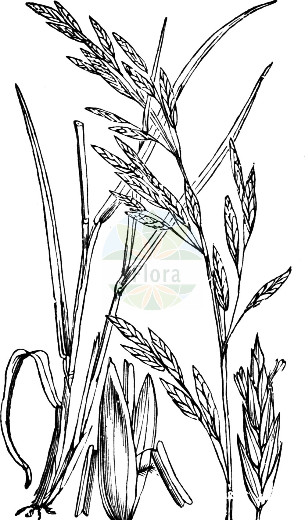 Historische Abbildung von Schedonorus pratensis (Wiesen-Schwingel - Meadow Fescue). Das Bild zeigt Blatt, Bluete, Frucht und Same. ---- Historical Drawing of Schedonorus pratensis (Wiesen-Schwingel - Meadow Fescue). The image is showing leaf, flower, fruit and seed.(Schedonorus pratensis,Wiesen-Schwingel,Meadow Fescue,Festuca pratensis,Schedonorus pratensis,Wiesen-Schwingel,Gewoehnlicher Wiesen-Schwingel,Meadow Fescue,Suiter Fescue,English Bluegrass,Schedonorus,Poaceae,Süßgräser,Grass family,Blatt,Bluete,Frucht,Same,leaf,flower,fruit,seed,Fitch et al. (1880))