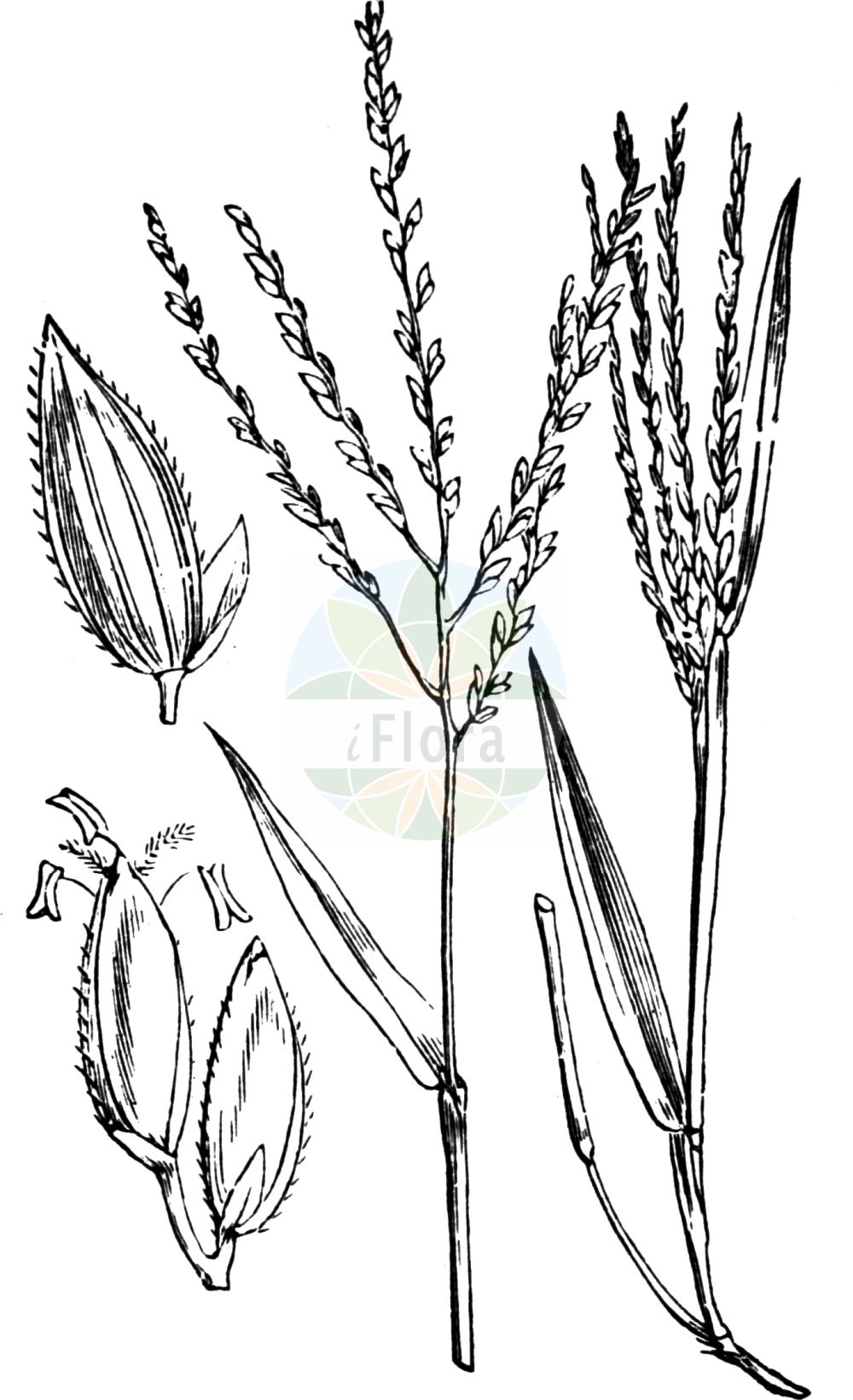 Historische Abbildung von Digitaria sanguinalis (Blutrote Fingerhirse - Hairy Finger-grass). Das Bild zeigt Blatt, Bluete, Frucht und Same. ---- Historical Drawing of Digitaria sanguinalis (Blutrote Fingerhirse - Hairy Finger-grass). The image is showing leaf, flower, fruit and seed.(Digitaria sanguinalis,Blutrote Fingerhirse,Hairy Finger-grass,Digitaria gracilis,Digitaria sanguinalis,Panicum sanguinale,Blutrote Fingerhirse,Blutfennich,Bluthirse,Hairy Finger-grass,Crabgrass,Hairy Crabgrass,Large Crabgrass,Summergrass,Digitaria,Fingerhirse,Crabgrass,Poaceae,Süßgräser,Grass family,Blatt,Bluete,Frucht,Same,leaf,flower,fruit,seed,Fitch et al. (1880))