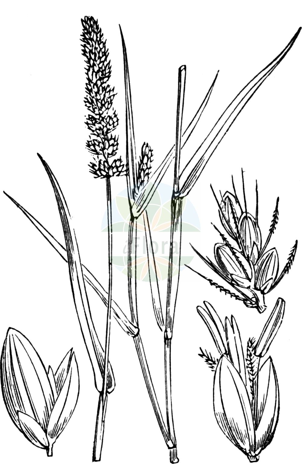 Historische Abbildung von Setaria verticillata agg. (Quirlige Borstenhirse - Rough Bristle-grass). Das Bild zeigt Blatt, Bluete, Frucht und Same. ---- Historical Drawing of Setaria verticillata agg. (Quirlige Borstenhirse - Rough Bristle-grass). The image is showing leaf, flower, fruit and seed.(Setaria verticillata agg.,Quirlige Borstenhirse,Rough Bristle-grass,Quirlige Borstenhirse,Gewoehnliche Quirlige Borstenhirse,Klebgras,Kletten-Borstenhirse,Quirlige Bostenhirse,Wirtelfennich,Rough Bristle-grass,Bristly Foxtail,Bur Bristlegrass,Hooked Bristlegrass,Rough Panicgrass,Whorled Pigeongrass,Setaria,Borstenhirse,Bristlegrass,Poaceae,Süßgräser,Grass family,Blatt,Bluete,Frucht,Same,leaf,flower,fruit,seed,Fitch et al. (1880))