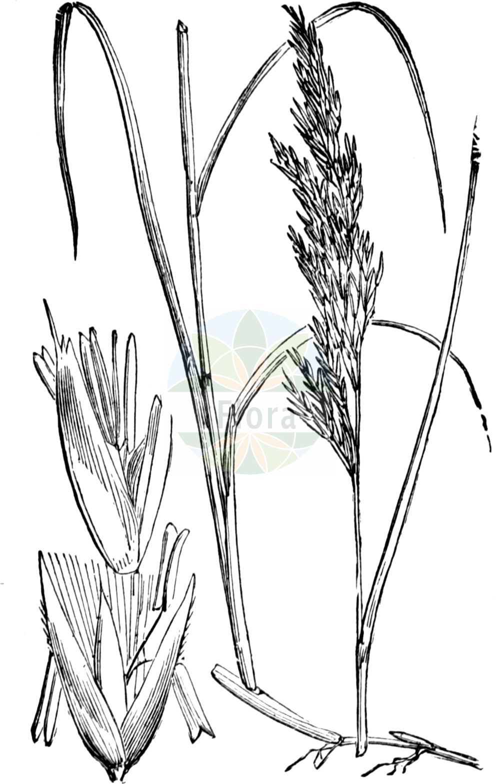 Historische Abbildung von Calamagrostis canescens (Sumpf-Reitgras - Purple Small-reed). Das Bild zeigt Blatt, Bluete, Frucht und Same. ---- Historical Drawing of Calamagrostis canescens (Sumpf-Reitgras - Purple Small-reed). The image is showing leaf, flower, fruit and seed.(Calamagrostis canescens,Sumpf-Reitgras,Purple Small-reed,Arundo canescens,Calamagrostis canescens,Calamagrostis halleri,Calamagrostis lanceolata,Calamagrostis lithuanica,Sumpf-Reitgras,Sumpf-Reitgras,Lanzettliches Reitgras,Purple Small-reed,Purple-flowered Smallreed,Calamagrostis,Reitgras,Reedgrass,Poaceae,Süßgräser,Grass family,Blatt,Bluete,Frucht,Same,leaf,flower,fruit,seed,Fitch et al. (1880))