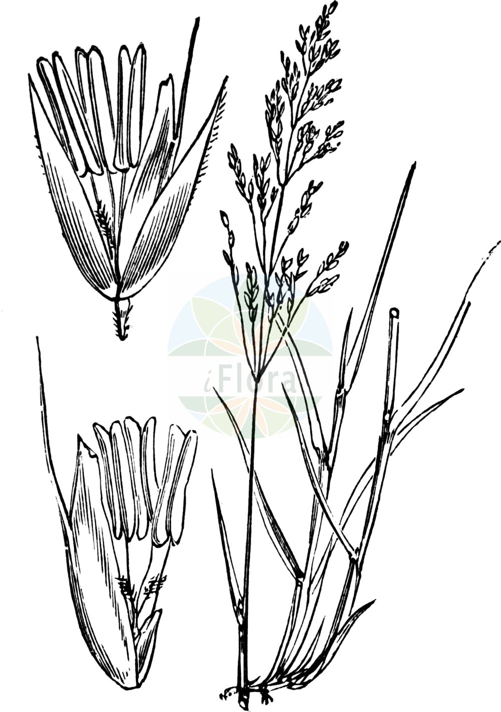 Historische Abbildung von Agrostis canina (Sumpf-Straußgras - Velvet Bent). Das Bild zeigt Blatt, Bluete, Frucht und Same. ---- Historical Drawing of Agrostis canina (Sumpf-Straußgras - Velvet Bent). The image is showing leaf, flower, fruit and seed.(Agrostis canina,Sumpf-Straußgras,Velvet Bent,Agrostis fascicularis,Agrostis pallida,Agrostis stricta,Agrostis sudavica,Agrostis canina,Sumpf-Straussgras,Hunds-Straussgras,Velvet Bent,Brown Bent,Dog Bent,Velvet Bentgrass,Agrostis,Straußgras,Bentgrass,Poaceae,Süßgräser,Grass family,Blatt,Bluete,Frucht,Same,leaf,flower,fruit,seed,Fitch et al. (1880))