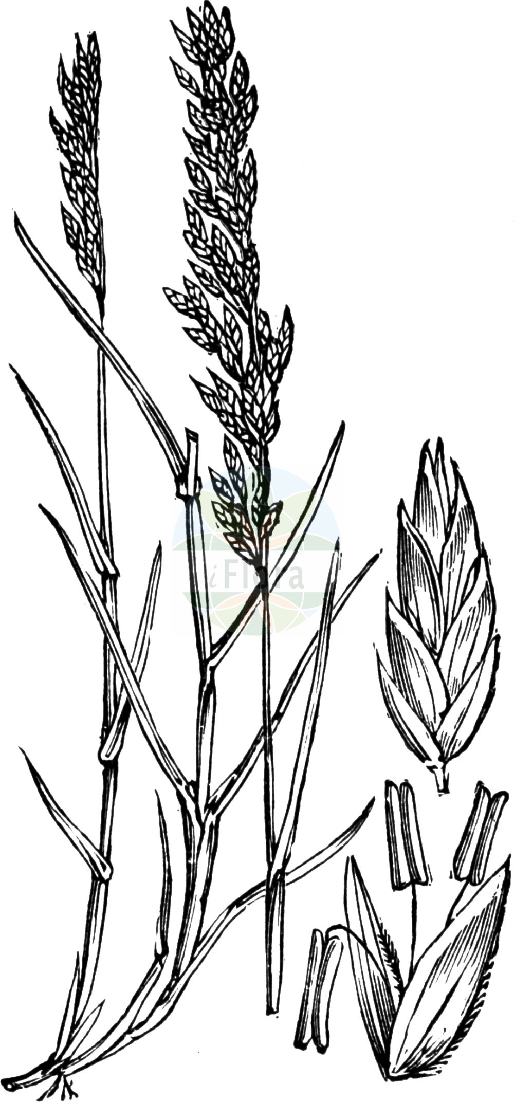 Historische Abbildung von Poa compressa (Zusammengedrücktes Rispengras - Flattened Meadow-grass). Das Bild zeigt Blatt, Bluete, Frucht und Same. ---- Historical Drawing of Poa compressa (Zusammengedrücktes Rispengras - Flattened Meadow-grass). The image is showing leaf, flower, fruit and seed.(Poa compressa,Zusammengedrücktes Rispengras,Flattened Meadow-grass,Poa compressa,Zusammengedruecktes Rispengras,Lang-Rispengras,Platthalm-Rispengras,Flattened Meadow-grass,Canada Bluegrass,Poa,Rispengras,Bluegrass,Poaceae,Süßgräser,Grass family,Blatt,Bluete,Frucht,Same,leaf,flower,fruit,seed,Fitch et al. (1880))