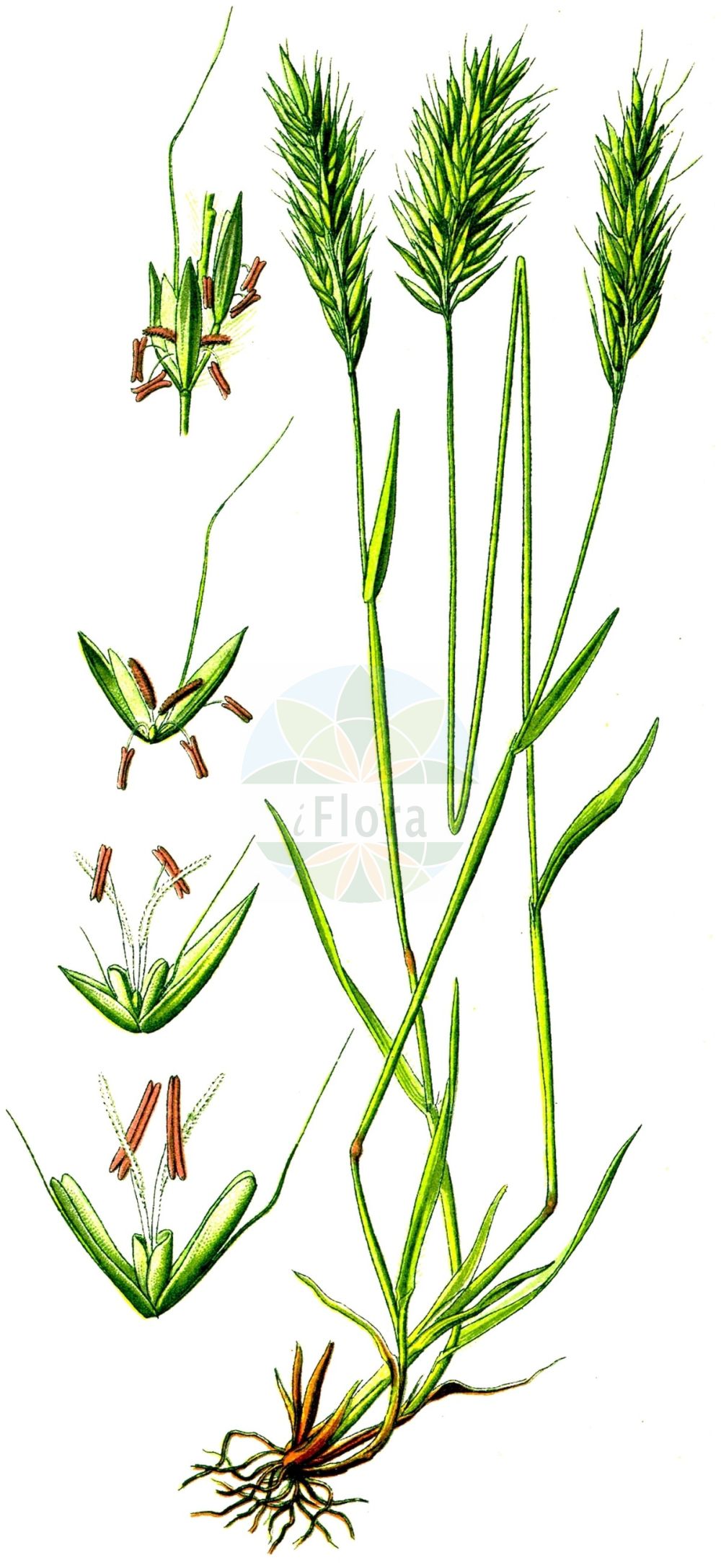 Historische Abbildung von Anthoxanthum odoratum (Wohlriechendes Ruchgras - Sweet Vernal-grass). Das Bild zeigt Blatt, Bluete, Frucht und Same. ---- Historical Drawing of Anthoxanthum odoratum (Wohlriechendes Ruchgras - Sweet Vernal-grass). The image is showing leaf, flower, fruit and seed.(Anthoxanthum odoratum,Wohlriechendes Ruchgras,Sweet Vernal-grass,Anthoxanthum odoratum,Wohlriechendes Ruchgras,Sweet Vernal-grass,Spring Grass,Anthoxanthum,Ruchgras,Hornwort,Poaceae,Süßgräser,Grass family,Blatt,Bluete,Frucht,Same,leaf,flower,fruit,seed,Thomé (1885))