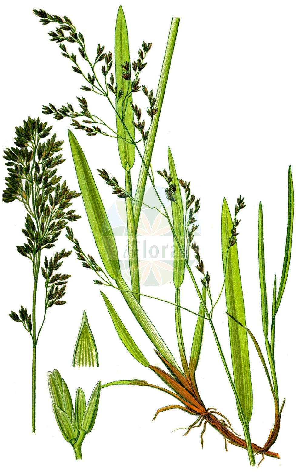 Historische Abbildung von Poa chaixii (Berg-Rispengras - Broad-leaved Meadow-Grass). Das Bild zeigt Blatt, Bluete, Frucht und Same. ---- Historical Drawing of Poa chaixii (Berg-Rispengras - Broad-leaved Meadow-Grass). The image is showing leaf, flower, fruit and seed.(Poa chaixii,Berg-Rispengras,Broad-leaved Meadow-Grass,Poa chaixii,Poa commutata,Poa haemi,Poa sudetica,Berg-Rispengras,Wald-Rispengras,Broad-leaved Meadow-Grass,Broadleaf Bluegrass,Chaix Speargrass,Poa,Rispengras,Bluegrass,Poaceae,Süßgräser,Grass family,Blatt,Bluete,Frucht,Same,leaf,flower,fruit,seed,Thomé (1885))
