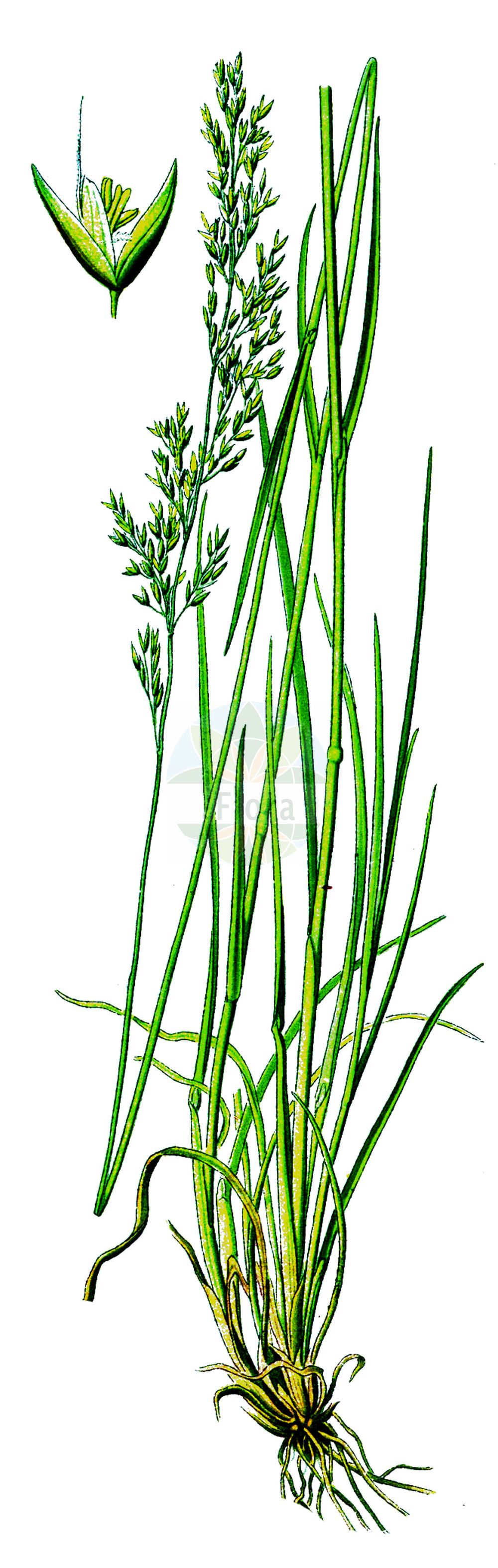 Historische Abbildung von Agrostis canina (Sumpf-Straußgras - Velvet Bent). Das Bild zeigt Blatt, Bluete, Frucht und Same. ---- Historical Drawing of Agrostis canina (Sumpf-Straußgras - Velvet Bent). The image is showing leaf, flower, fruit and seed.(Agrostis canina,Sumpf-Straußgras,Velvet Bent,Agrostis fascicularis,Agrostis pallida,Agrostis stricta,Agrostis sudavica,Agrostis canina,Sumpf-Straussgras,Hunds-Straussgras,Velvet Bent,Brown Bent,Dog Bent,Velvet Bentgrass,Agrostis,Straußgras,Bentgrass,Poaceae,Süßgräser,Grass family,Blatt,Bluete,Frucht,Same,leaf,flower,fruit,seed,Thomé (1885))