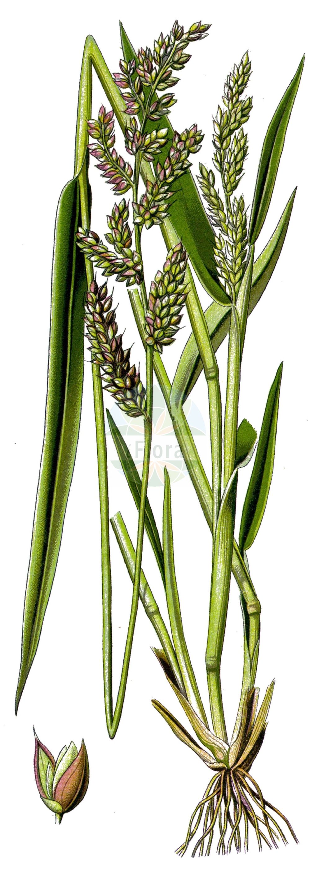 Historische Abbildung von Echinochloa crus-galli (Gewöhnliche Hühnerhirse - Cockspur). Das Bild zeigt Blatt, Bluete, Frucht und Same. ---- Historical Drawing of Echinochloa crus-galli (Gewöhnliche Hühnerhirse - Cockspur). The image is showing leaf, flower, fruit and seed.(Echinochloa crus-galli,Gewöhnliche Hühnerhirse,Cockspur,Echinochloa crus-galli,Panicum crus-galli,Gewoehnliche Huehnerhirse,Cockspur,Barnyard Grass,Barnyard Millet,Cockspurgrass,Common Barnyard Grass,Echinochloa,Hühnerhirse,Cockspur Grass,Poaceae,Süßgräser,Grass family,Blatt,Bluete,Frucht,Same,leaf,flower,fruit,seed,Thomé (1885))