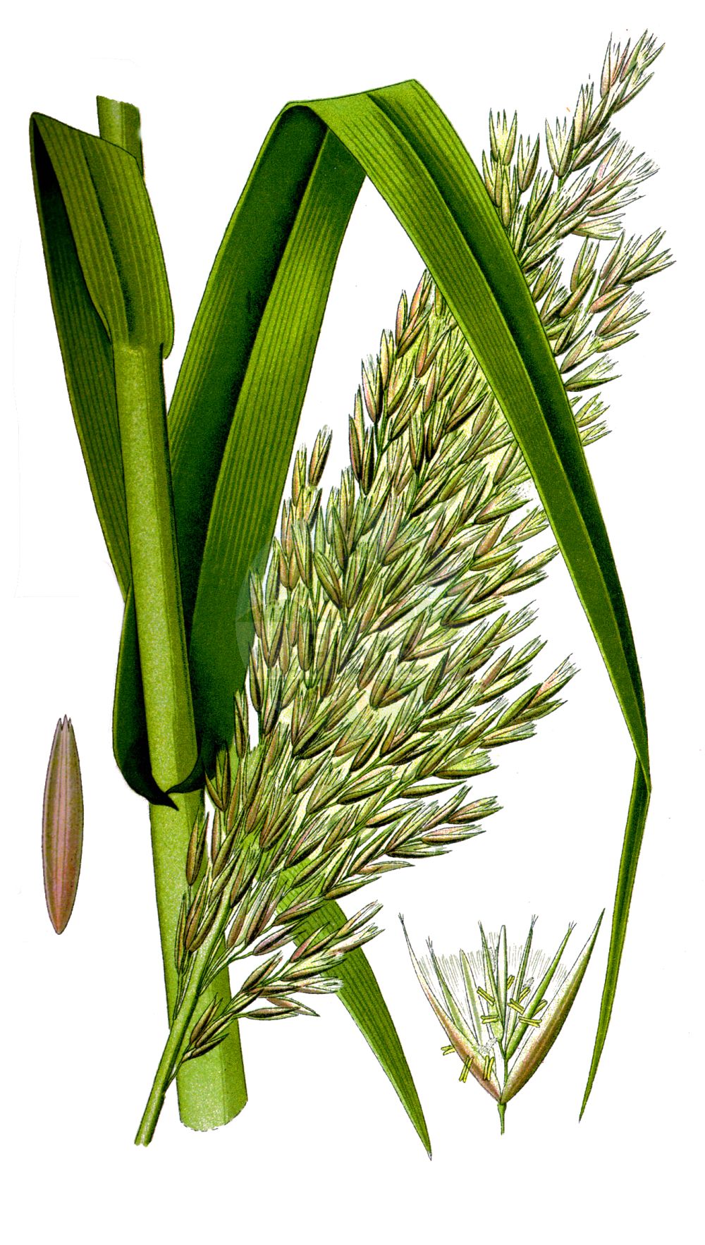 Historische Abbildung von Arundo donax. Das Bild zeigt Blatt, Bluete, Frucht und Same. ---- Historical Drawing of Arundo donax. The image is showing leaf, flower, fruit and seed.(Arundo donax,Arundo donax,Arundo scriptoria,Donax sativa,Arundo,Poaceae,Süßgräser,Grass family,Blatt,Bluete,Frucht,Same,leaf,flower,fruit,seed,Thomé (1885))