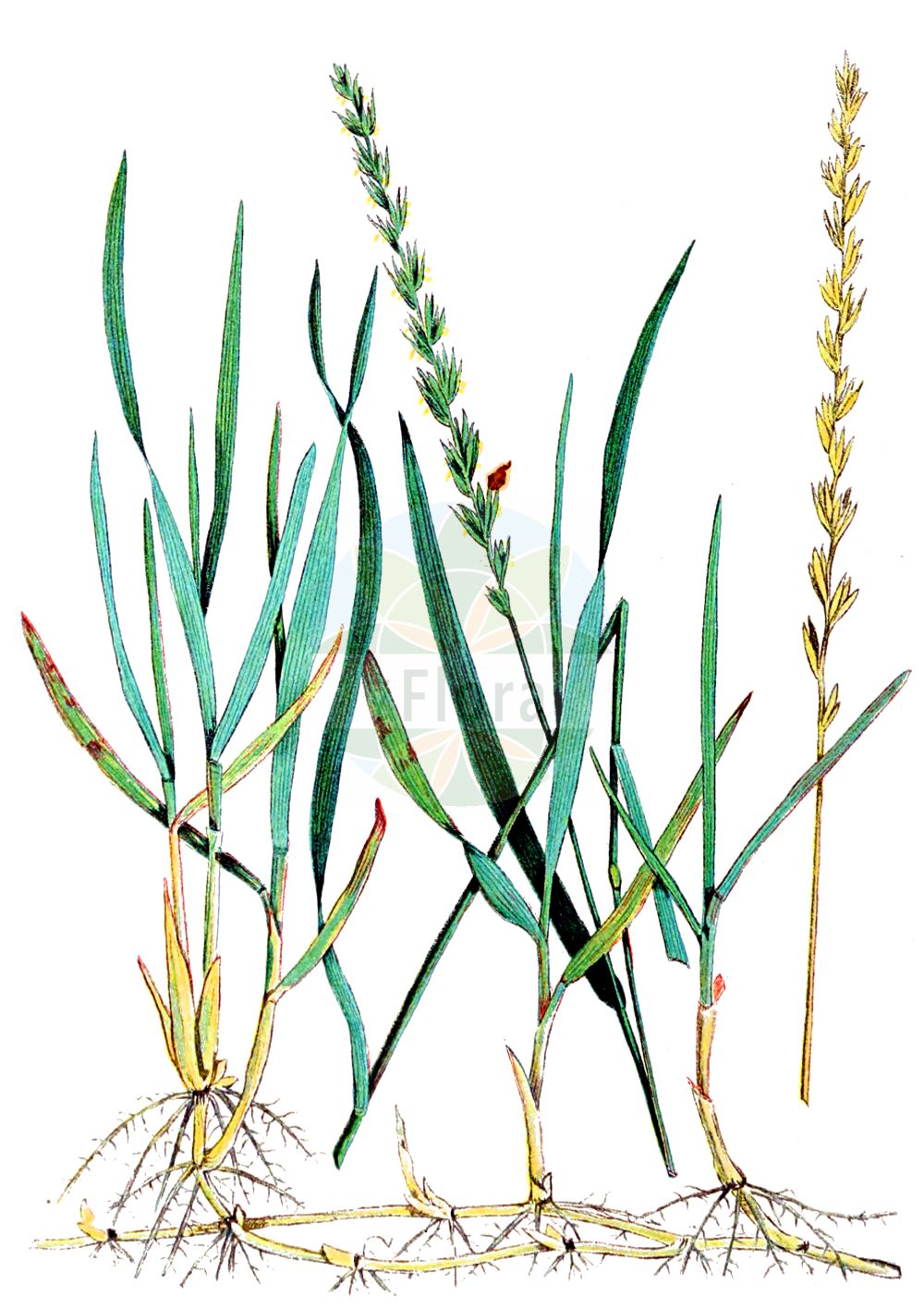 Historische Abbildung von Elytrigia repens (Kriech-Quecke - Common Couch). Das Bild zeigt Blatt, Bluete, Frucht und Same. ---- Historical Drawing of Elytrigia repens (Kriech-Quecke - Common Couch). The image is showing leaf, flower, fruit and seed.(Elytrigia repens,Kriech-Quecke,Common Couch,Agropyron caesium,Agropyron caldesii,Agropyron maroccanum,Agropyron repens,Elymus caesius,Elymus repens,Elytrigia repens,Triticum littoreum,Triticum repens,Kriech-Quecke,Gewoehnliche Quecke i. e. S.,Strand-Kriech-Quecke,Common Couch,Couch Grass,Tick Quackgrass,Common Couchgrass,Creeping Wheat Grass,Dog's Grass,Quackgrass,Quickgrass,Quitchgrass,Twitch,Twitchgrass,Elytrigia,Poaceae,Süßgräser,Grass family,Blatt,Bluete,Frucht,Same,leaf,flower,fruit,seed,Clark & Fletcher (1906))