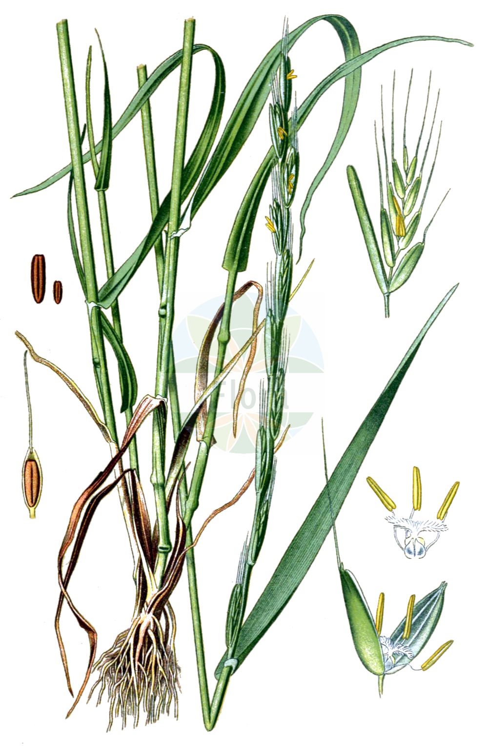 Historische Abbildung von Lolium temulentum (Taumel-Lolch - Darnel). Das Bild zeigt Blatt, Bluete, Frucht und Same. ---- Historical Drawing of Lolium temulentum (Taumel-Lolch - Darnel). The image is showing leaf, flower, fruit and seed.(Lolium temulentum,Taumel-Lolch,Darnel,Festuca temulenta,Lolium arvense,Lolium gussonei,Lolium speciosum,Lolium temulentum,Lolium temulentum subsp. speciosum,Taumel-Lolch,Darnel,Bearded Ryegrass,Darnel Ryegrass,Poison Ryegrass,Lolium,Weidelgras,Ryegrass,Poaceae,Süßgräser,Grass family,Blatt,Bluete,Frucht,Same,leaf,flower,fruit,seed,Esser (1910))
