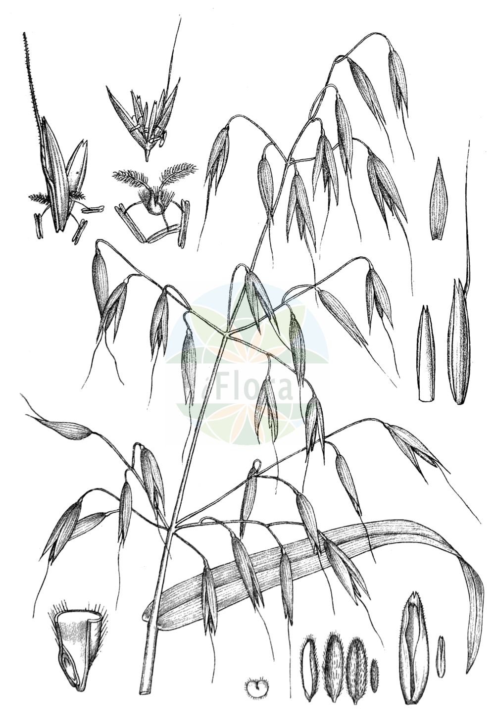 Historische Abbildung von Avena fatua (Flug-Hafer - Wild-oat). Das Bild zeigt Blatt, Bluete, Frucht und Same. ---- Historical Drawing of Avena fatua (Flug-Hafer - Wild-oat). The image is showing leaf, flower, fruit and seed.(Avena fatua,Flug-Hafer,Wild-oat,Anelytrum avenaceum,Avena fatua,Avena sativa subsp. fatua,Flug-Hafer,Sommerungs-Flug-Hafer,Wild-oat,Algerian Oat,Common Wild Oat,Spring Oat,Avena,Hafer,Oat,Poaceae,Süßgräser,Grass family,Blatt,Bluete,Frucht,Same,leaf,flower,fruit,seed,Kirtikar & Basu (1918))