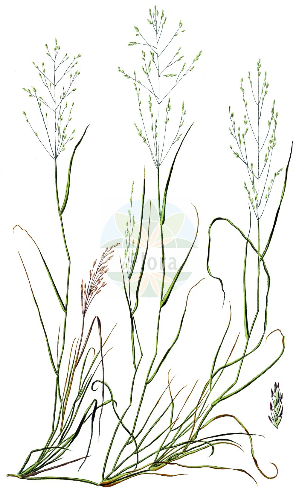 Historische Abbildung von Eragrostis tef (Teff). Das Bild zeigt Blatt, Bluete, Frucht und Same. ---- Historical Drawing of Eragrostis tef (Teff). The image is showing leaf, flower, fruit and seed.(Eragrostis tef,Teff,Eragrostis tef,Poa tef,Eragrostis,Liebesgras,Lovergrass,Poaceae,Süßgräser,Grass family,Blatt,Bluete,Frucht,Same,leaf,flower,fruit,seed)