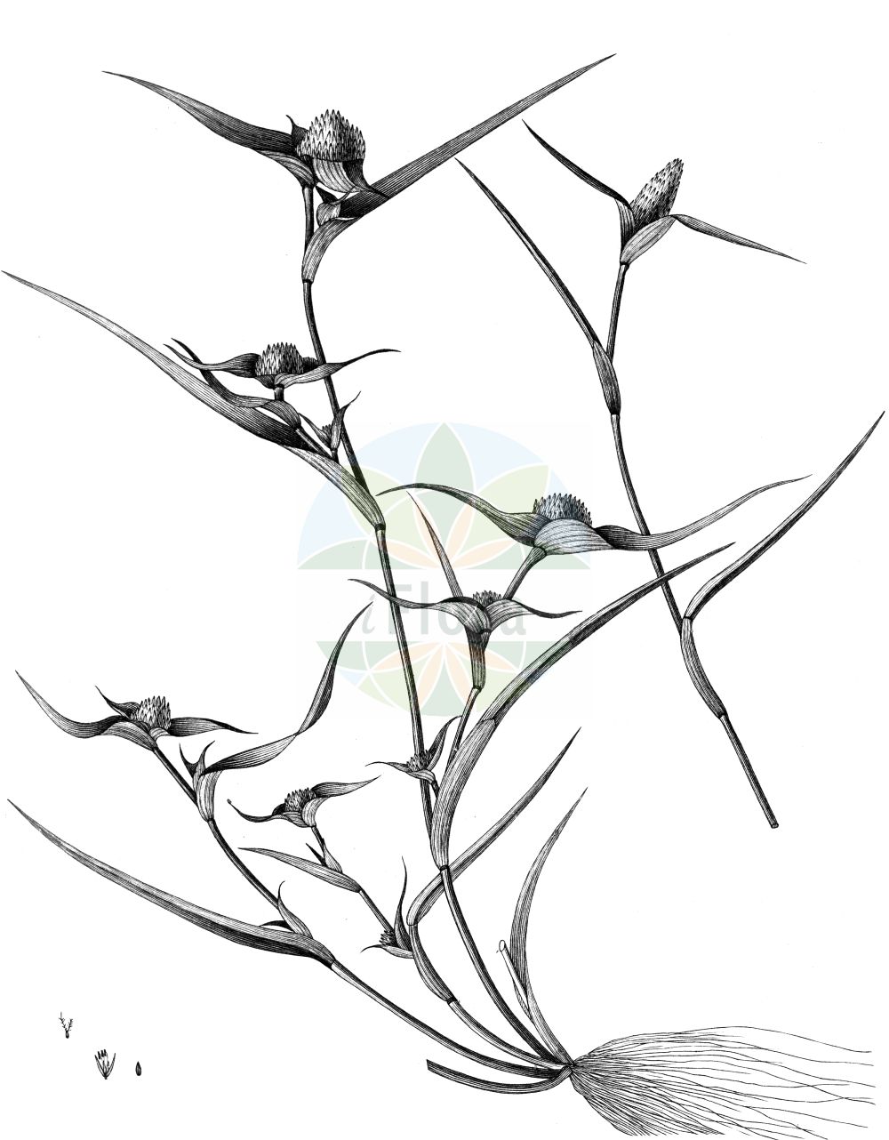 Historische Abbildung von Crypsis schoenoides. Das Bild zeigt Blatt, Bluete, Frucht und Same. ---- Historical Drawing of Crypsis schoenoides. The image is showing leaf, flower, fruit and seed.(Crypsis schoenoides,Crypsis schoenoides,Heleochloa schoenoides,Phleum schoenoides,Crypsis,Poaceae,Süßgräser,Grass family,Blatt,Bluete,Frucht,Same,leaf,flower,fruit,seed)