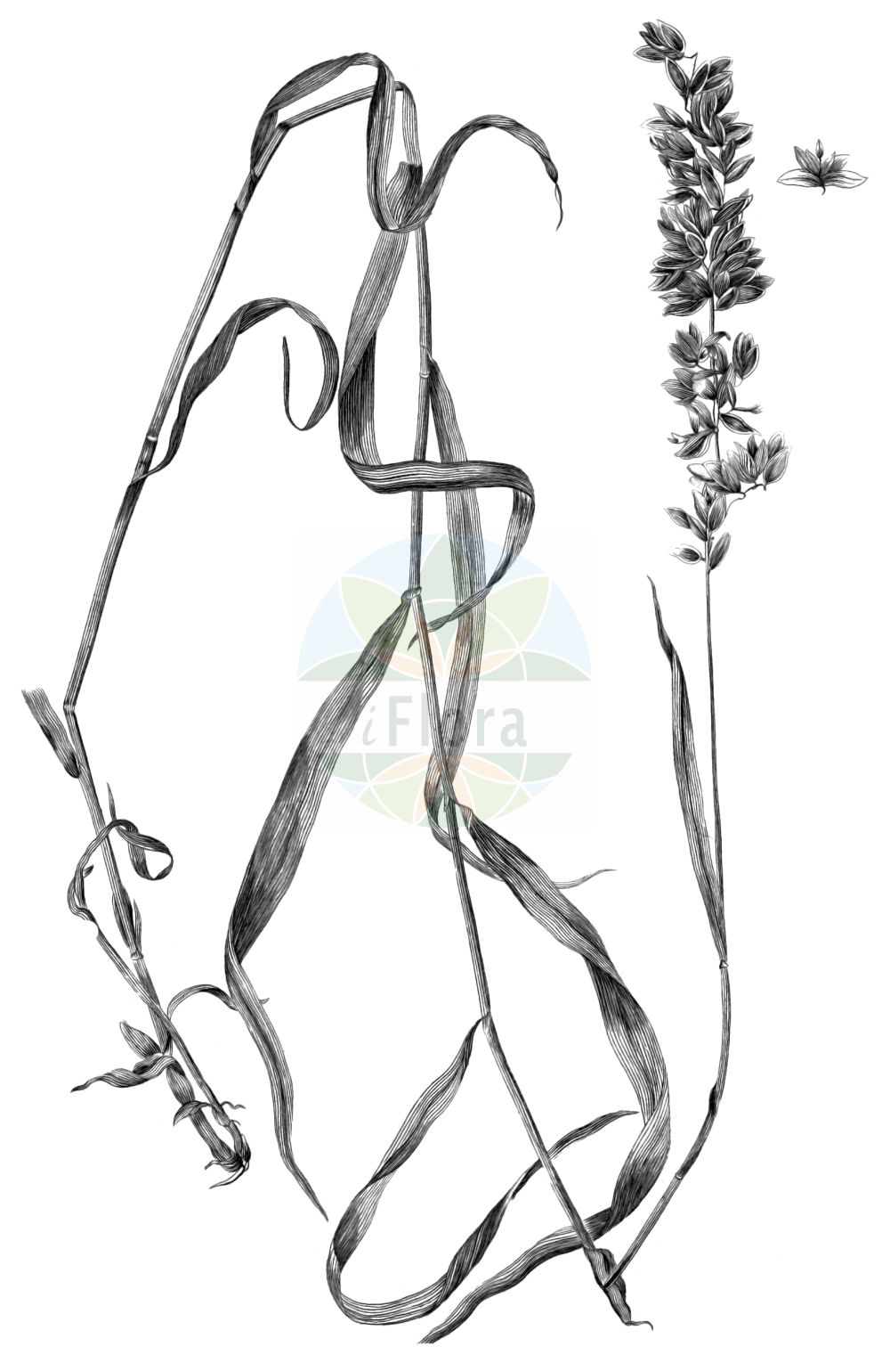 Historische Abbildung von Melica altissima. Das Bild zeigt Blatt, Bluete, Frucht und Same. ---- Historical Drawing of Melica altissima. The image is showing leaf, flower, fruit and seed.(Melica altissima,Melica altissima,Melica,Perlgras,Melicgrass,Poaceae,Süßgräser,Grass family,Blatt,Bluete,Frucht,Same,leaf,flower,fruit,seed,Gmelin (1747-1770))