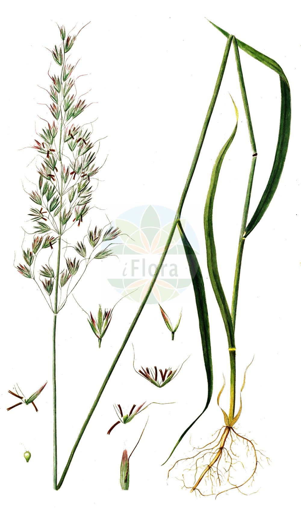 Historische Abbildung von Arrhenatherum elatius (Gewöhnlicher Glatthafer - False Oat-grass). Das Bild zeigt Blatt, Bluete, Frucht und Same. ---- Historical Drawing of Arrhenatherum elatius (Gewöhnlicher Glatthafer - False Oat-grass). The image is showing leaf, flower, fruit and seed.(Arrhenatherum elatius,Gewöhnlicher Glatthafer,False Oat-grass,Arrhenatherum avenaceum,Arrhenatherum biaristatum,Arrhenatherum elatius,Avena elata,Avena elatior,Holcus avenaceus,Gewoehnlicher Glatthafer,Franzoesisches Raygras,Franzoesisches Weidelgras,Knolliger Glatthafer,False Oat-grass,False Oat,Ribbon Grass,Tall Oatgrass,Arrhenatherum,Glatthafer,Oatgrass,Poaceae,Süßgräser,Grass family,Blatt,Bluete,Frucht,Same,leaf,flower,fruit,seed,Oeder (1761-1883))