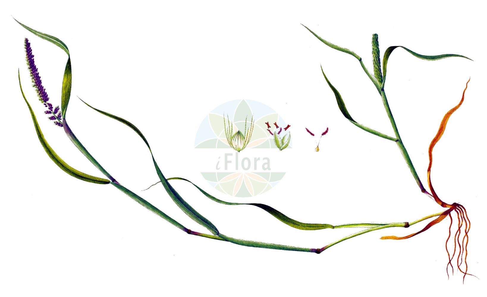 Historische Abbildung von Setaria verticillata agg. (Quirlige Borstenhirse - Rough Bristle-grass). Das Bild zeigt Blatt, Bluete, Frucht und Same. ---- Historical Drawing of Setaria verticillata agg. (Quirlige Borstenhirse - Rough Bristle-grass). The image is showing leaf, flower, fruit and seed.(Setaria verticillata agg.,Quirlige Borstenhirse,Rough Bristle-grass,Quirlige Borstenhirse,Gewoehnliche Quirlige Borstenhirse,Klebgras,Kletten-Borstenhirse,Quirlige Bostenhirse,Wirtelfennich,Rough Bristle-grass,Bristly Foxtail,Bur Bristlegrass,Hooked Bristlegrass,Rough Panicgrass,Whorled Pigeongrass,Setaria,Borstenhirse,Bristlegrass,Poaceae,Süßgräser,Grass family,Blatt,Bluete,Frucht,Same,leaf,flower,fruit,seed,Oeder (1761-1883))
