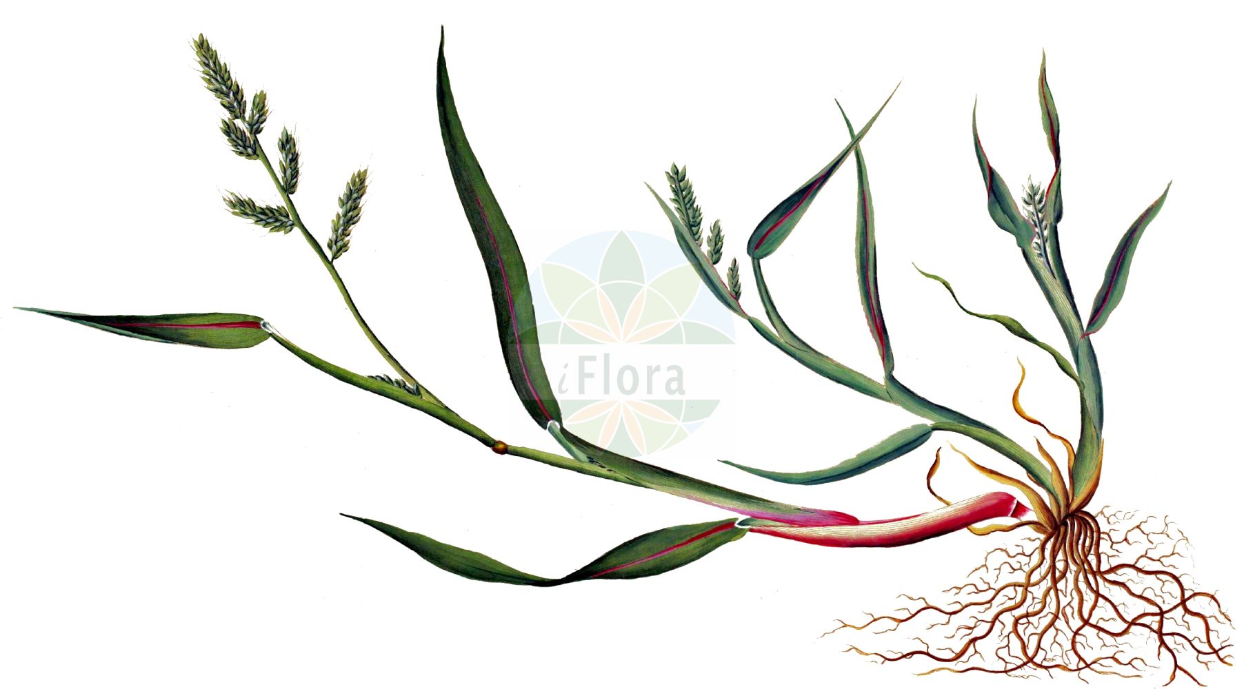 Historische Abbildung von Echinochloa crus-galli (Gewöhnliche Hühnerhirse - Cockspur). Das Bild zeigt Blatt, Bluete, Frucht und Same. ---- Historical Drawing of Echinochloa crus-galli (Gewöhnliche Hühnerhirse - Cockspur). The image is showing leaf, flower, fruit and seed.(Echinochloa crus-galli,Gewöhnliche Hühnerhirse,Cockspur,Echinochloa crus-galli,Panicum crus-galli,Gewoehnliche Huehnerhirse,Cockspur,Barnyard Grass,Barnyard Millet,Cockspurgrass,Common Barnyard Grass,Echinochloa,Hühnerhirse,Cockspur Grass,Poaceae,Süßgräser,Grass family,Blatt,Bluete,Frucht,Same,leaf,flower,fruit,seed,Oeder (1761-1883))