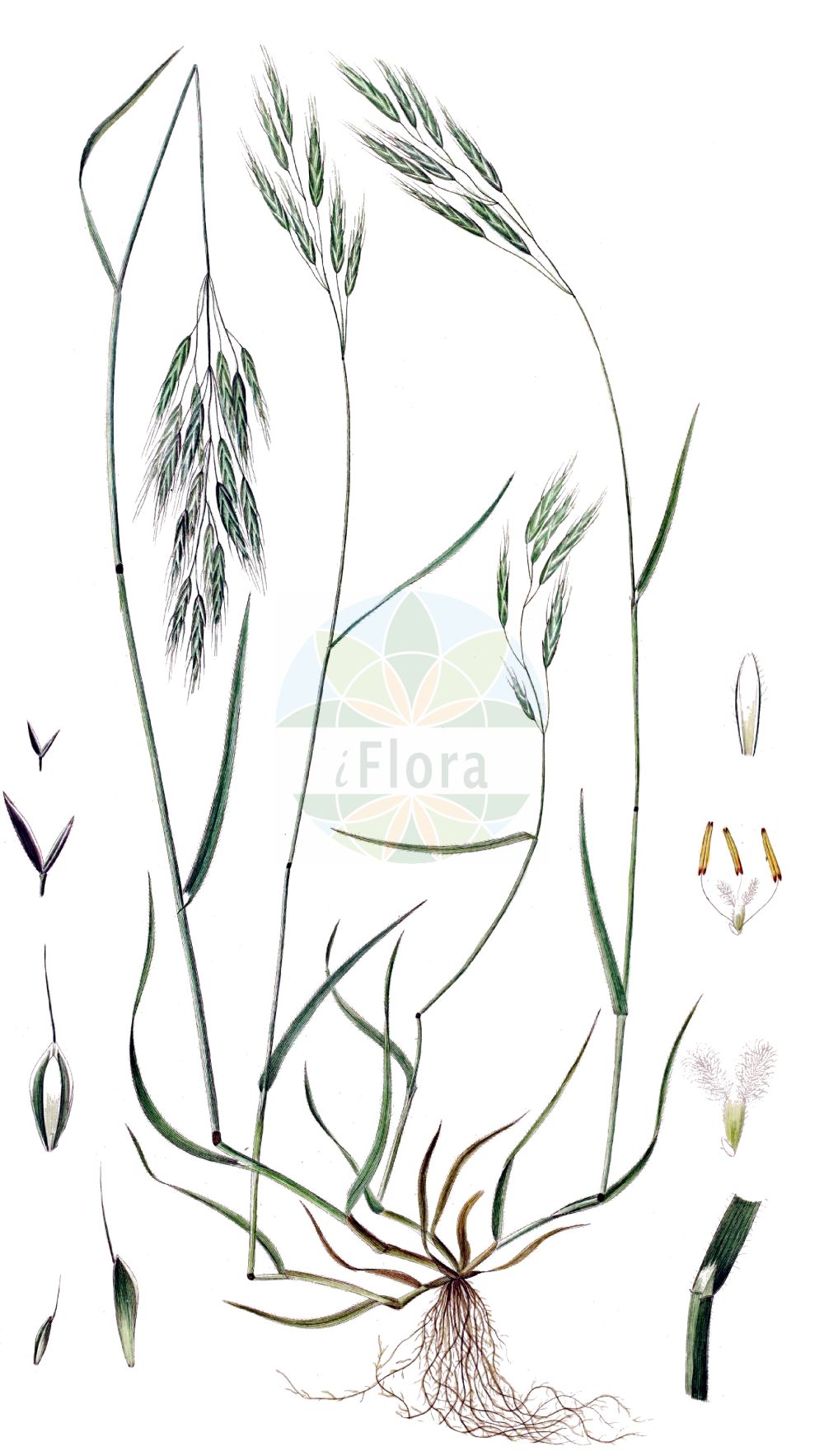 Historische Abbildung von Bromus commutatus (Wiesen-Trespe - Meadow Brome). Das Bild zeigt Blatt, Bluete, Frucht und Same. ---- Historical Drawing of Bromus commutatus (Wiesen-Trespe - Meadow Brome). The image is showing leaf, flower, fruit and seed.(Bromus commutatus,Wiesen-Trespe,Meadow Brome,Bromus commutatus,Serrafalcus commutatus,Wiesen-Trespe,Verkannte Trespe,Verwechselte Trespe,Meadow Brome,Hairy Chess,Meadow Bromegrass,Bromus,Trespe,Brome,Poaceae,Süßgräser,Grass family,Blatt,Bluete,Frucht,Same,leaf,flower,fruit,seed,Oeder (1761-1883))