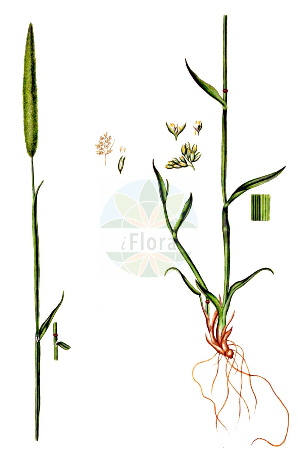 Historische Abbildung von Phleum phleoides (Steppen-Lieschgras - Purple-stem Cat's-Tail). Das Bild zeigt Blatt, Bluete, Frucht und Same. ---- Historical Drawing of Phleum phleoides (Steppen-Lieschgras - Purple-stem Cat's-Tail). The image is showing leaf, flower, fruit and seed.(Phleum phleoides,Steppen-Lieschgras,Purple-stem Cat's-Tail,Chilochloa boehmeri,Phalaris phleoides,Phleum boehmeri,Phleum phalarioides,Phleum phleoides,Steppen-Lieschgras,Purple-stem Cat's-Tail,Boehmer's Cat's-tail,Phleum,Lieschgras,Timothy,Poaceae,Süßgräser,Grass family,Blatt,Bluete,Frucht,Same,leaf,flower,fruit,seed,Oeder (1761-1883))