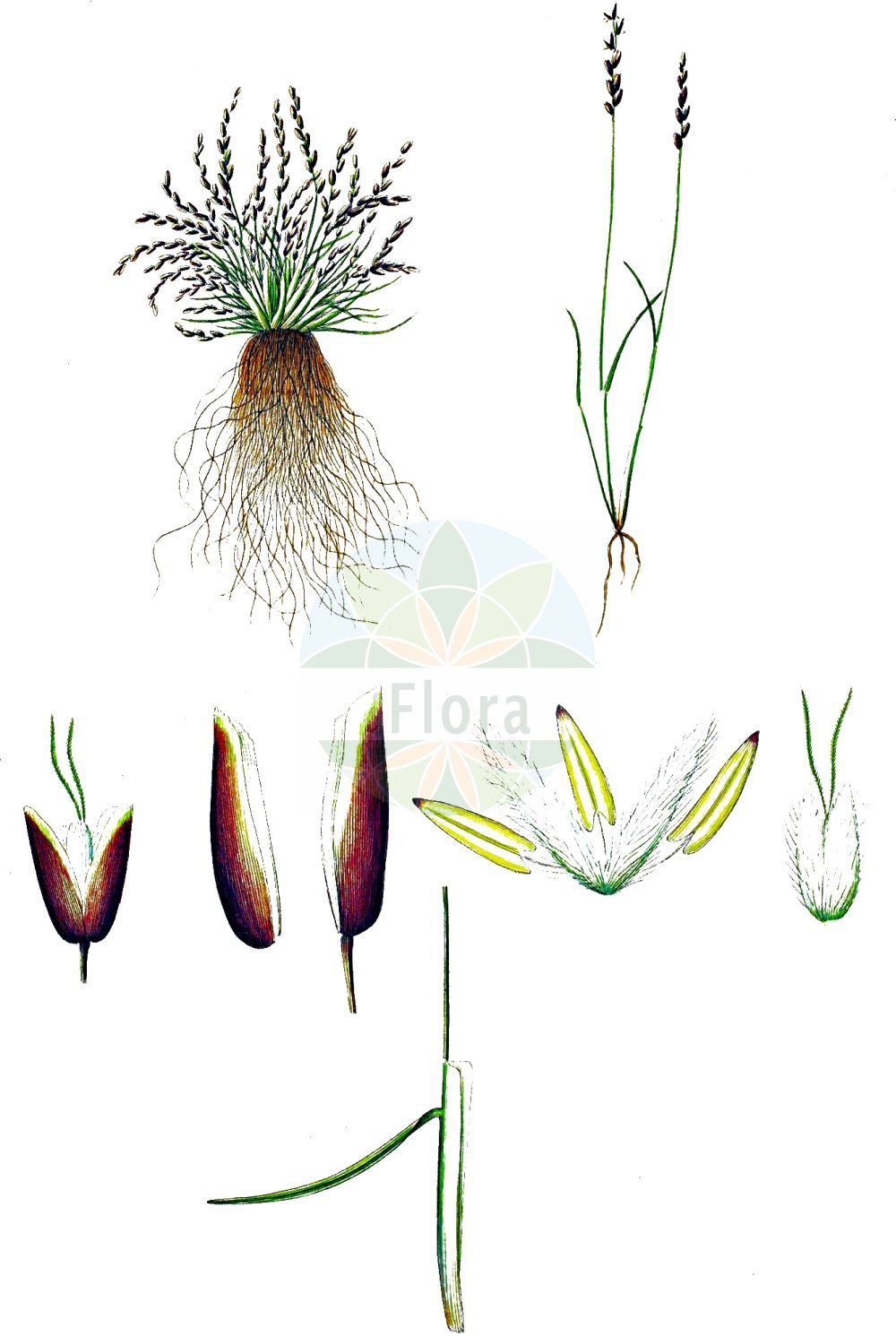 Historische Abbildung von Mibora minima (Zwerggras - Early Sand-grass). Das Bild zeigt Blatt, Bluete, Frucht und Same. ---- Historical Drawing of Mibora minima (Zwerggras - Early Sand-grass). The image is showing leaf, flower, fruit and seed.(Mibora minima,Zwerggras,Early Sand-grass,Agrostis minima,Chamagrostis minima,Mibora desvauxii,Mibora minima,Mibora verna,Zwerggras,Sand-Zwerggras,Early Sand-grass,Sand Bent,Mibora,Zwerggras,Sandgrass,Poaceae,Süßgräser,Grass family,Blatt,Bluete,Frucht,Same,leaf,flower,fruit,seed,Oeder (1761-1883))