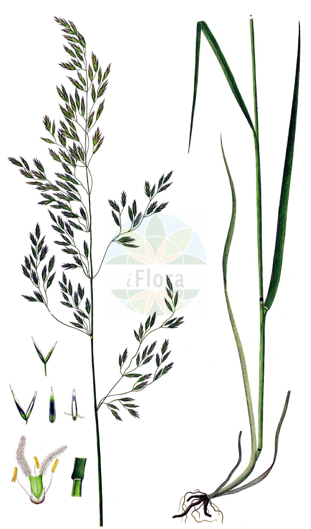 Historische Abbildung von Schedonorus arundinaceus (Rohr-Schwingel - Tall Fescue). Das Bild zeigt Blatt, Bluete, Frucht und Same. ---- Historical Drawing of Schedonorus arundinaceus (Rohr-Schwingel - Tall Fescue). The image is showing leaf, flower, fruit and seed.(Schedonorus arundinaceus,Rohr-Schwingel,Tall Fescue,Festuca elatior,Festuca littorea,Schedonorus arundinaceus,Schedonorus littoreus,Schedonorus phoenix,Festuca arundinacea,Rohr-Schwingel,Tall Fescue,Alta Fescue,Reed Fescue,Schedonorus,Poaceae,Süßgräser,Grass family,Blatt,Bluete,Frucht,Same,leaf,flower,fruit,seed,Oeder (1761-1883))