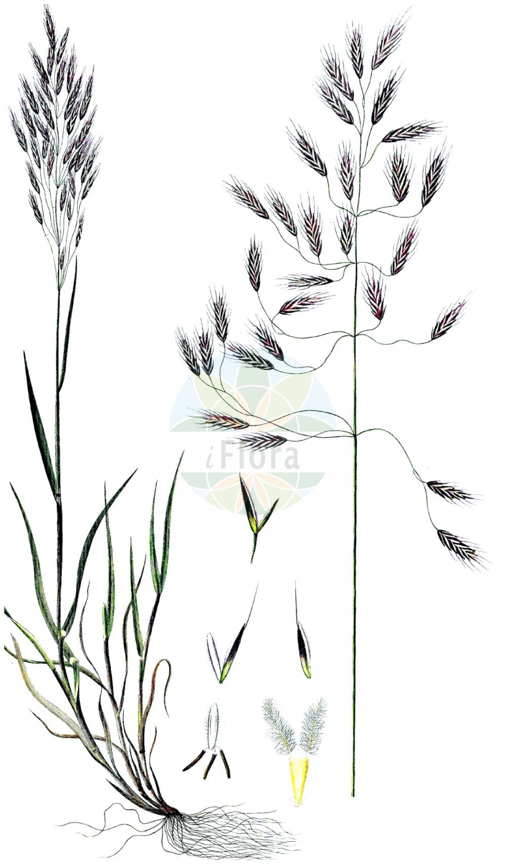 Historische Abbildung von Bromus arvensis (Acker-Trespe - Field Brome). Das Bild zeigt Blatt, Bluete, Frucht und Same. ---- Historical Drawing of Bromus arvensis (Acker-Trespe - Field Brome). The image is showing leaf, flower, fruit and seed.(Bromus arvensis,Acker-Trespe,Field Brome,Bromus arvensis,Serrafalcus arvensis,Acker-Trespe,Saat-Acker-Trespe,Field Brome,Field Bromegrass,Bromus,Trespe,Brome,Poaceae,Süßgräser,Grass family,Blatt,Bluete,Frucht,Same,leaf,flower,fruit,seed,Oeder (1761-1883))