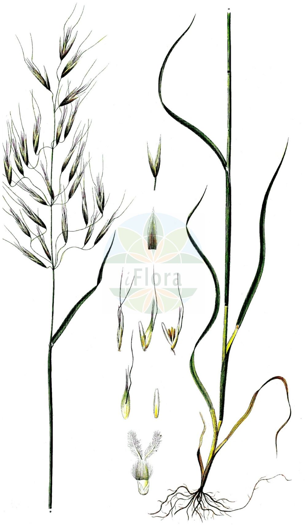 Historische Abbildung von Avena strigosa (Sand-Hafer - Bristle Oat). Das Bild zeigt Blatt, Bluete, Frucht und Same. ---- Historical Drawing of Avena strigosa (Sand-Hafer - Bristle Oat). The image is showing leaf, flower, fruit and seed.(Avena strigosa,Sand-Hafer,Bristle Oat,Avena strigosa,Sand-Hafer,Rau-Hafer,Bristle Oat,Black Oat,Lopsided Oat,Lopside Oat,Sand Oat,Small Oat,Avena,Hafer,Oat,Poaceae,Süßgräser,Grass family,Blatt,Bluete,Frucht,Same,leaf,flower,fruit,seed,Oeder (1761-1883))