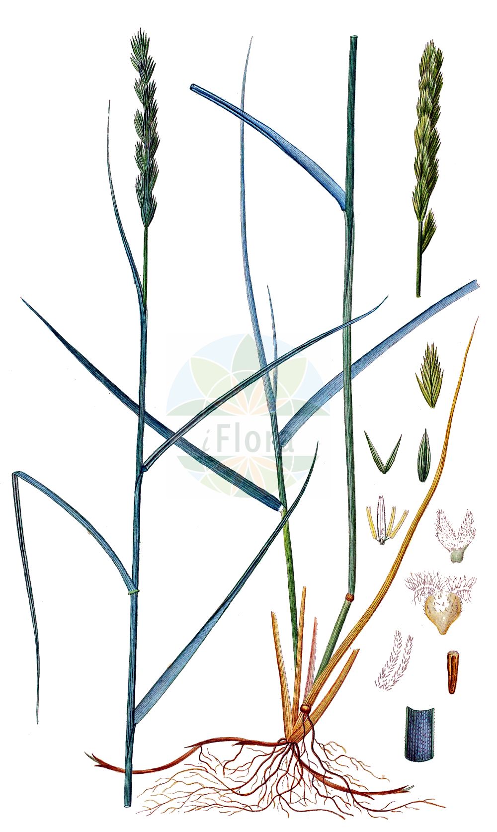 Historische Abbildung von Elytrigia pungens. Das Bild zeigt Blatt, Bluete, Frucht und Same. ---- Historical Drawing of Elytrigia pungens. The image is showing leaf, flower, fruit and seed.(Elytrigia pungens,Agropyron pungens,Elymus pungens,Elytrigia pungens,Psammopyrum pungens,Triticum pungens,Elytrigia,Poaceae,Süßgräser,Grass family,Blatt,Bluete,Frucht,Same,leaf,flower,fruit,seed,Oeder (1761-1883))