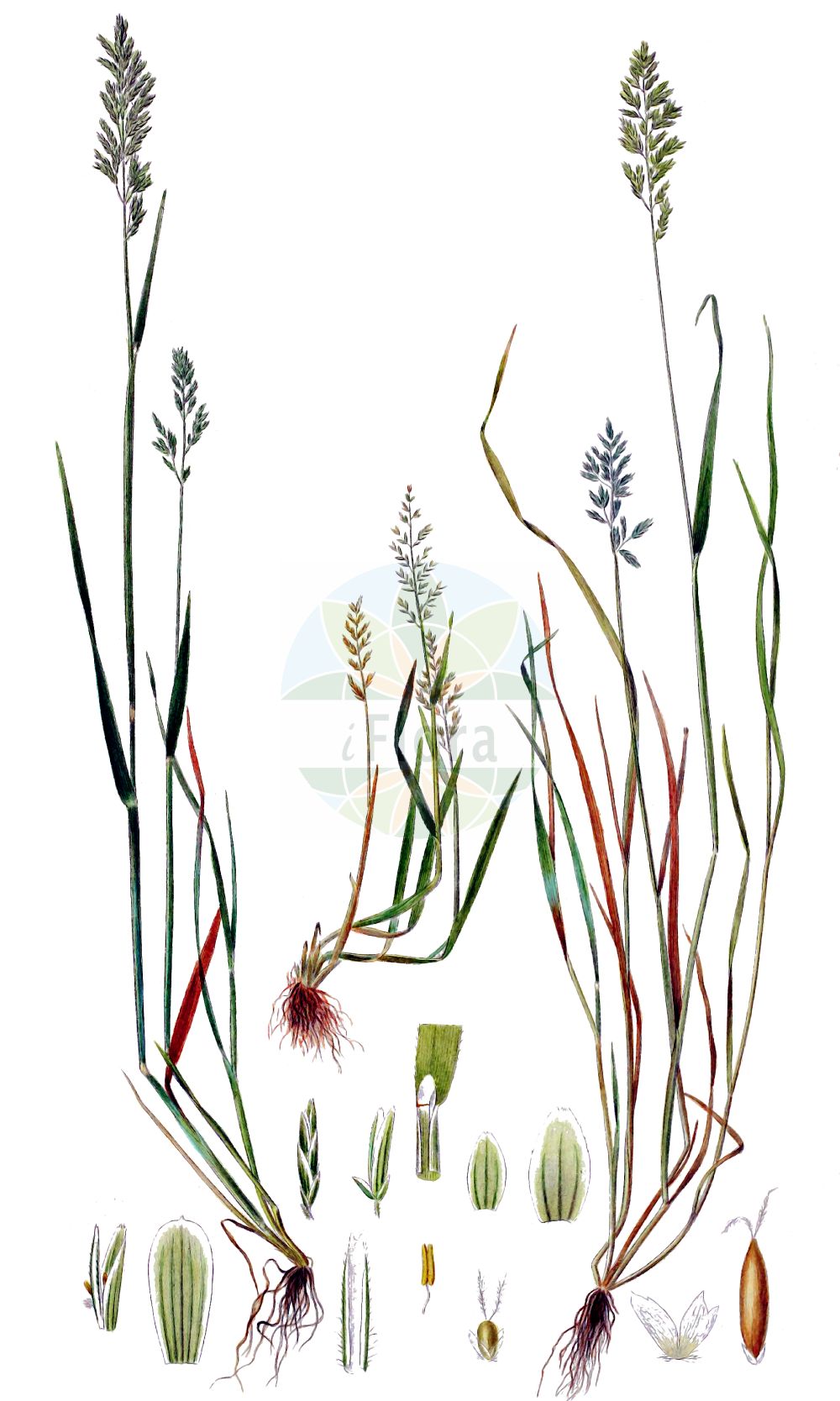 Historische Abbildung von Pseudosclerochloa rupestris (Stiff Saltmarsh-grass). Das Bild zeigt Blatt, Bluete, Frucht und Same. ---- Historical Drawing of Pseudosclerochloa rupestris (Stiff Saltmarsh-grass). The image is showing leaf, flower, fruit and seed.(Pseudosclerochloa rupestris,Stiff Saltmarsh-grass,Glyceria procumbens,Poa procumbens,Poa rupestris,Pseudosclerochloa rupestris,Puccinellia rupestris,Sclerochloa rupestris,Scleropoa procumbens,Pseudosclerochloa,Poaceae,Süßgräser,Grass family,Blatt,Bluete,Frucht,Same,leaf,flower,fruit,seed,Oeder (1761-1883))